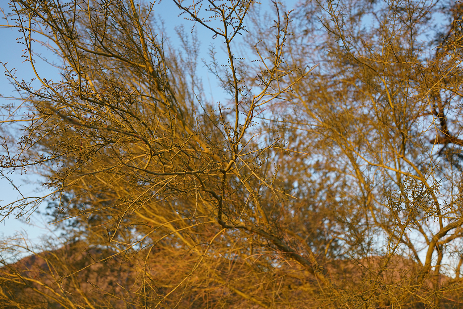 Sony RX1 RII Cybershot Camera Sample