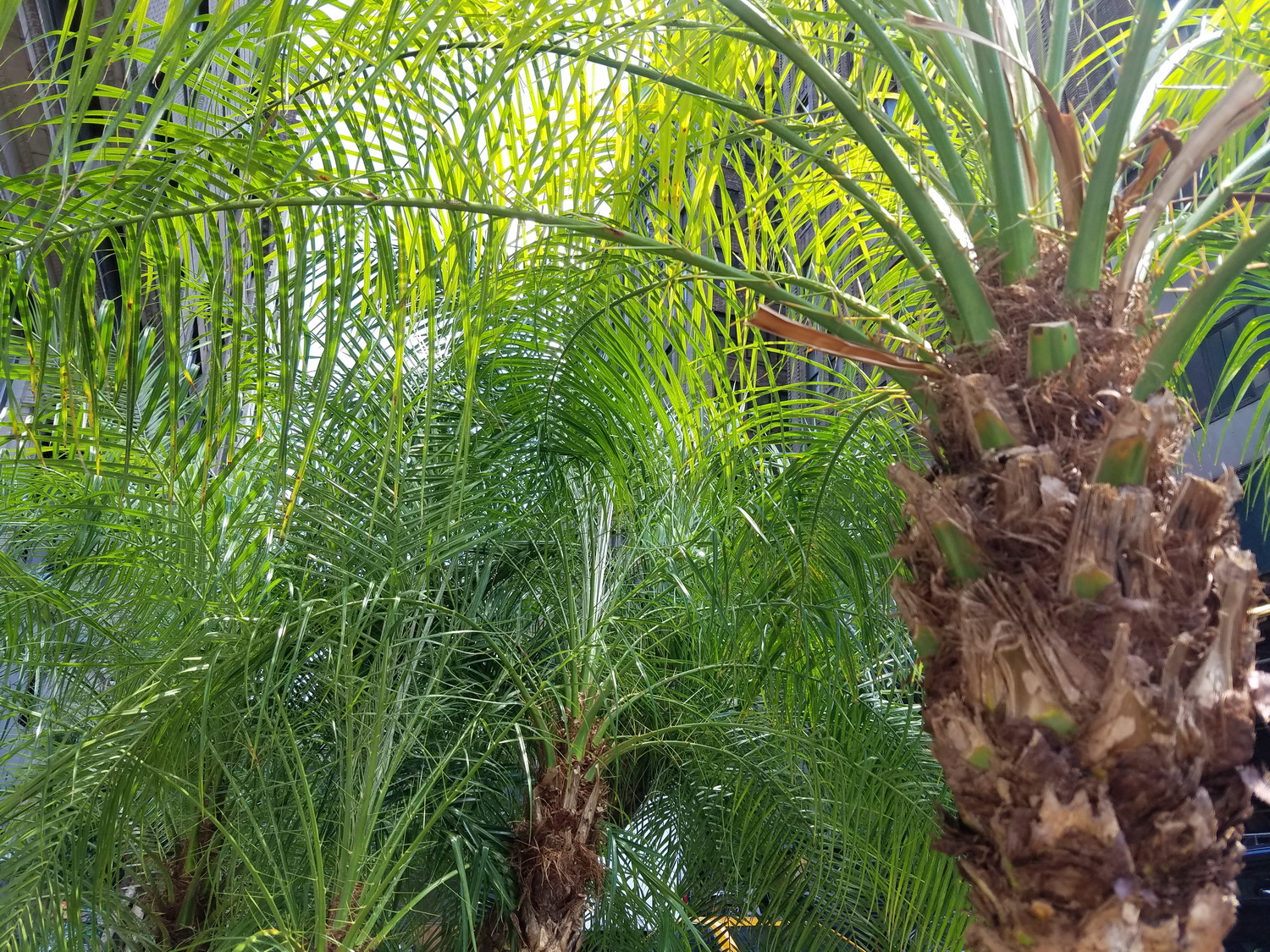 Samsung Galaxy S7 Active Camera Sample