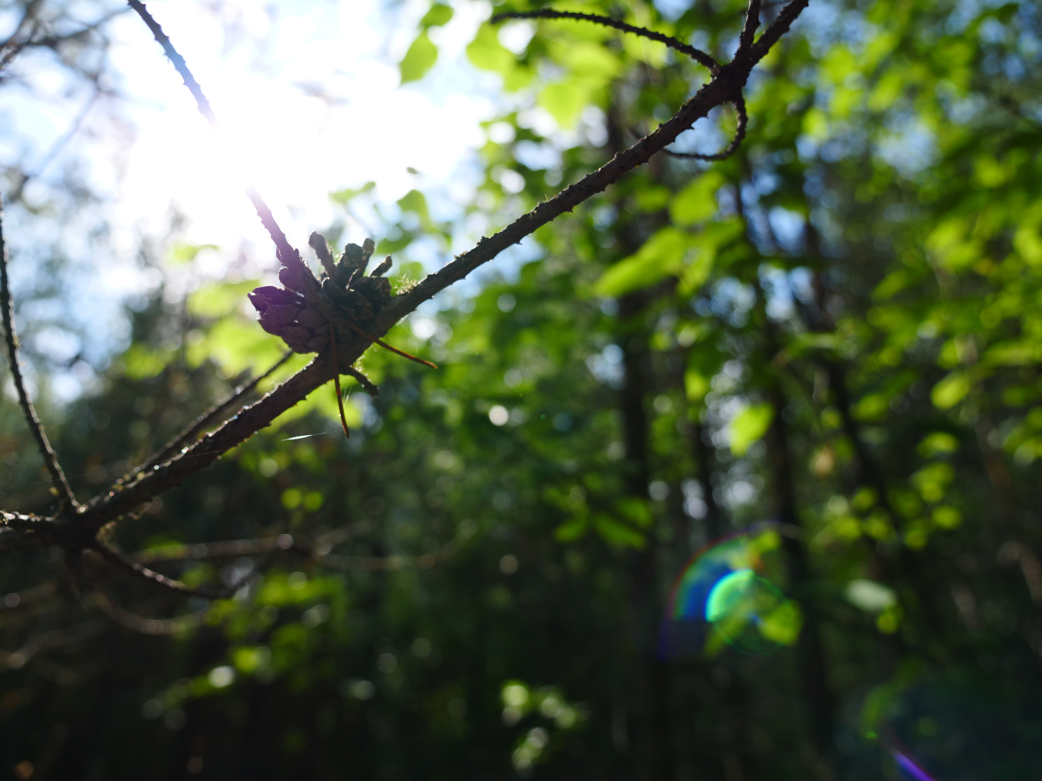 panasonic lumix gh5 review sample photos 14439