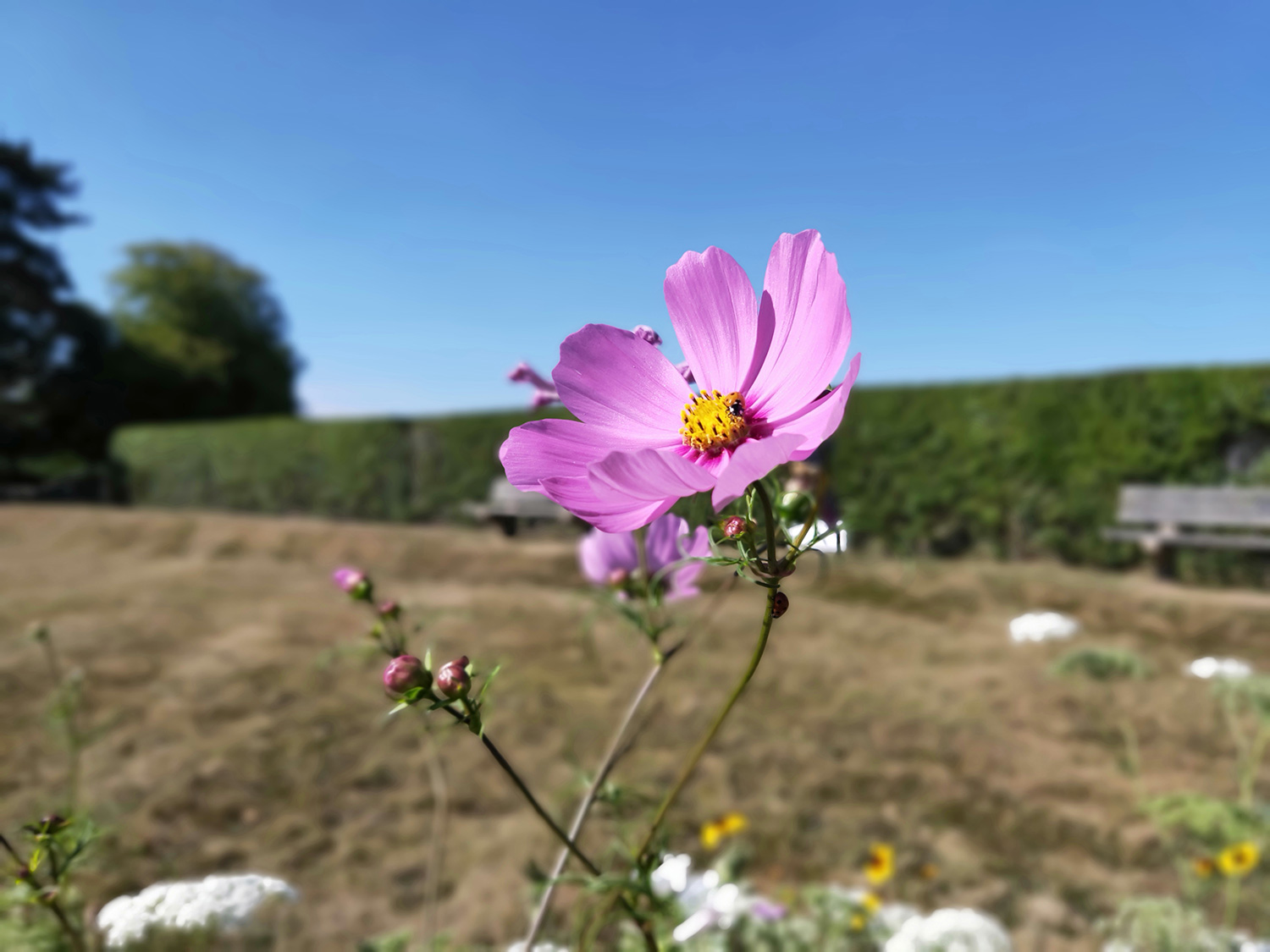 oppo find x photo sample flower