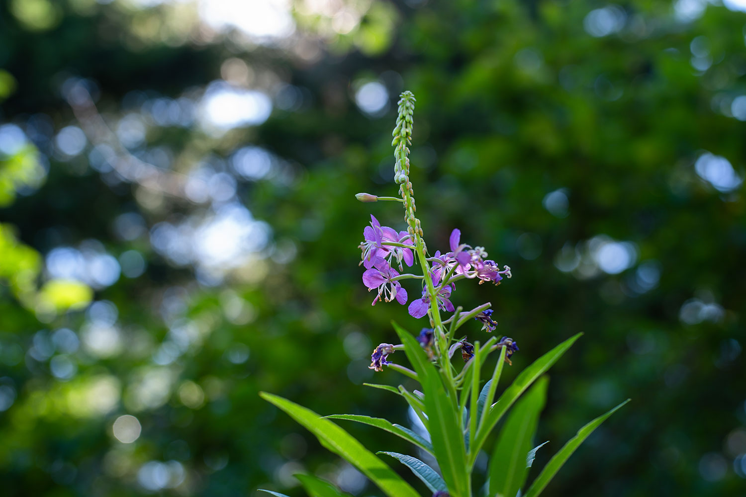 pentax hd fa 50mm f 1 4 sdm aw review ricoh dfa f1 sw sample 6