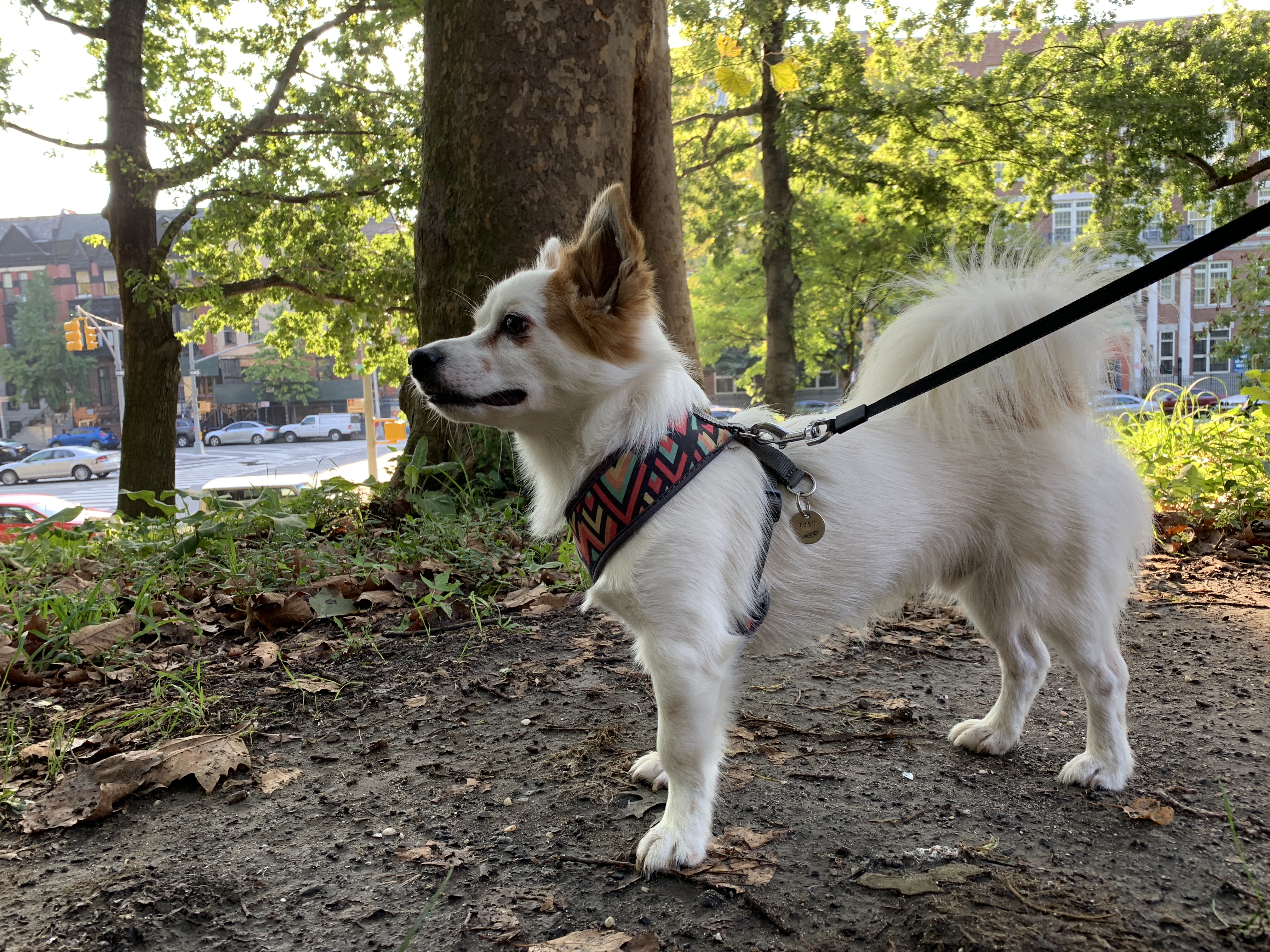 iPhone XS sample photo