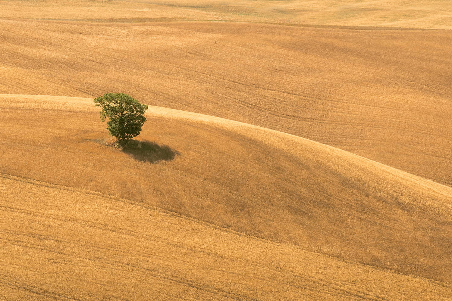 best drone photos tree in field