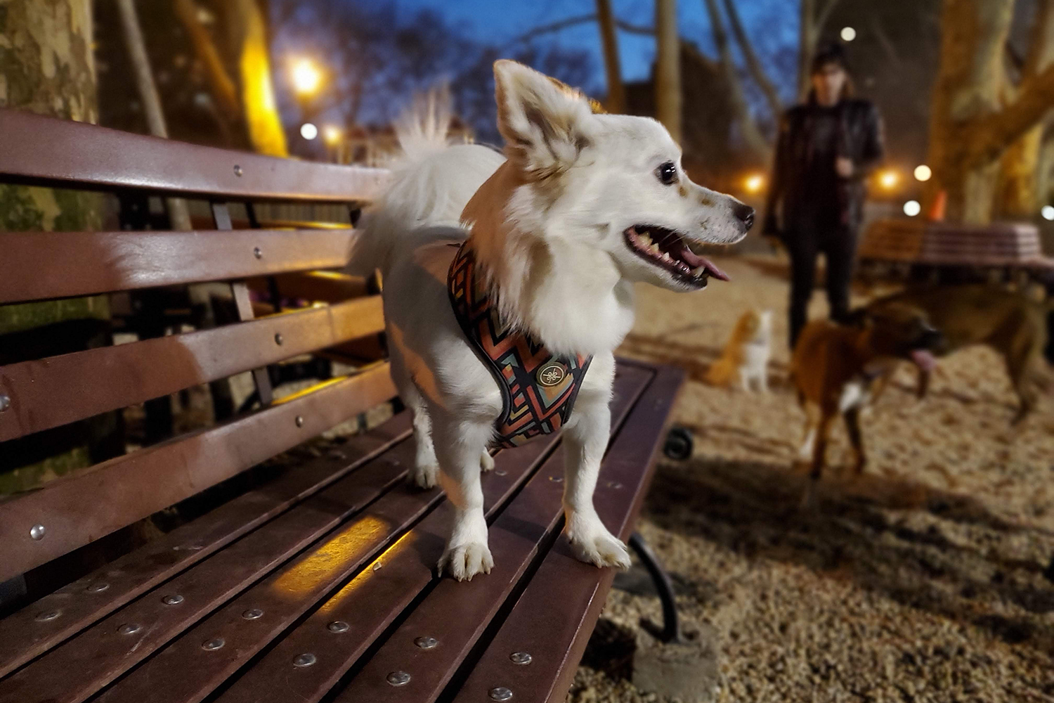 samsung galaxy s10 review live focus  night
