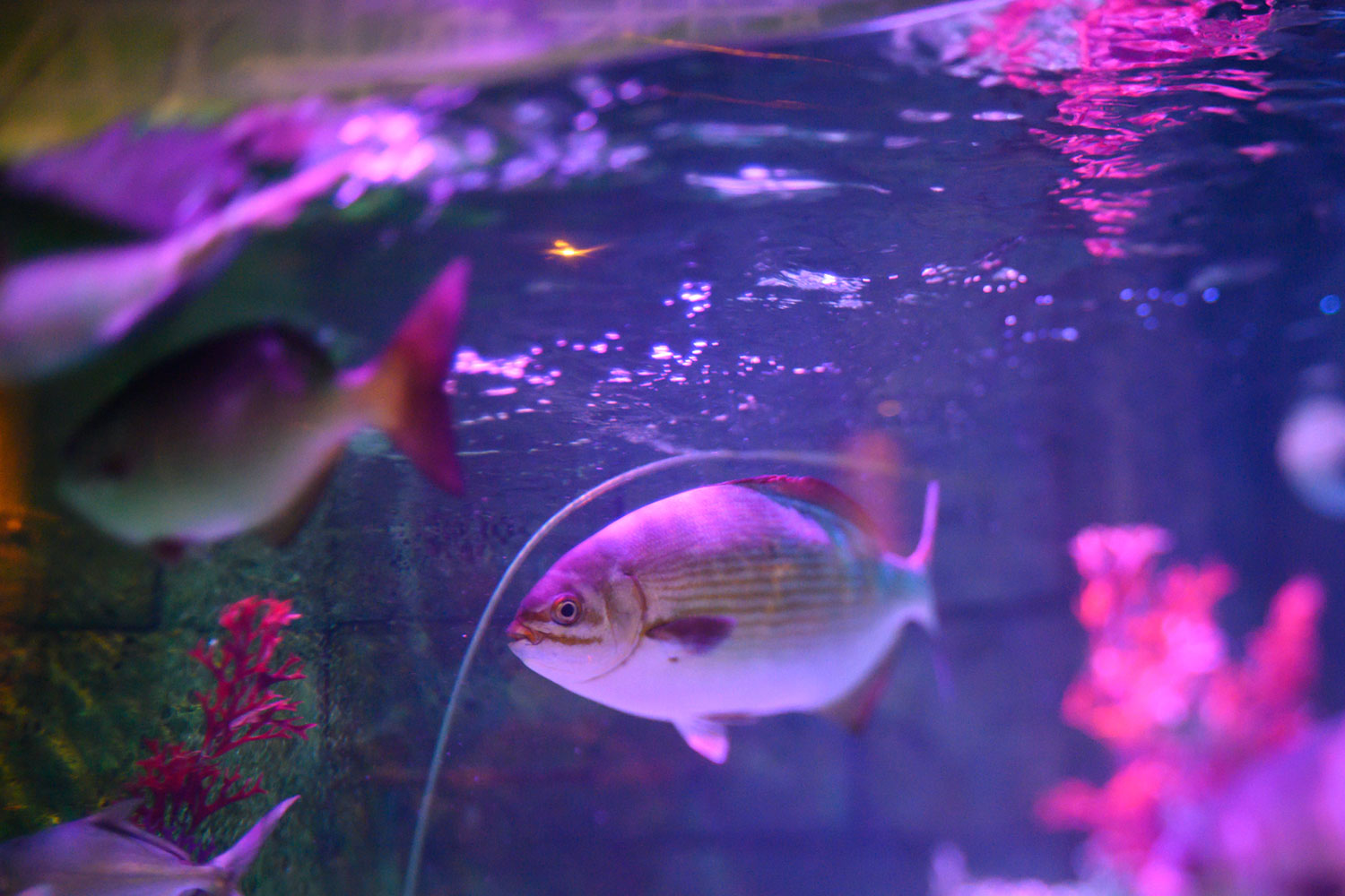 lensbaby composer pro ii with edge 35 optic review sample 3