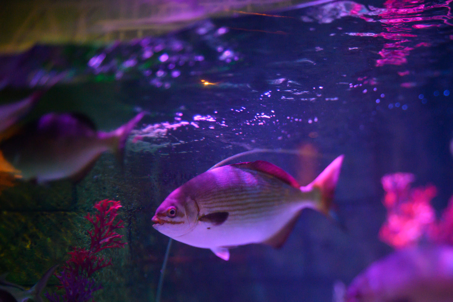 lensbaby composer pro ii with edge 35 optic review sample 4