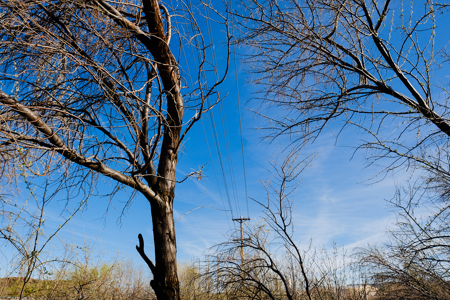 google stadia is the future of gaming and thats bad news for earth powerline above trees on riverfront trail