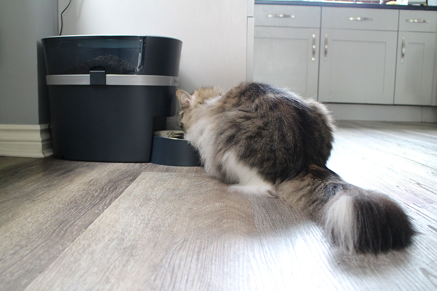 PetSafe Smart Feed Automatic Dog and Cat Feeder