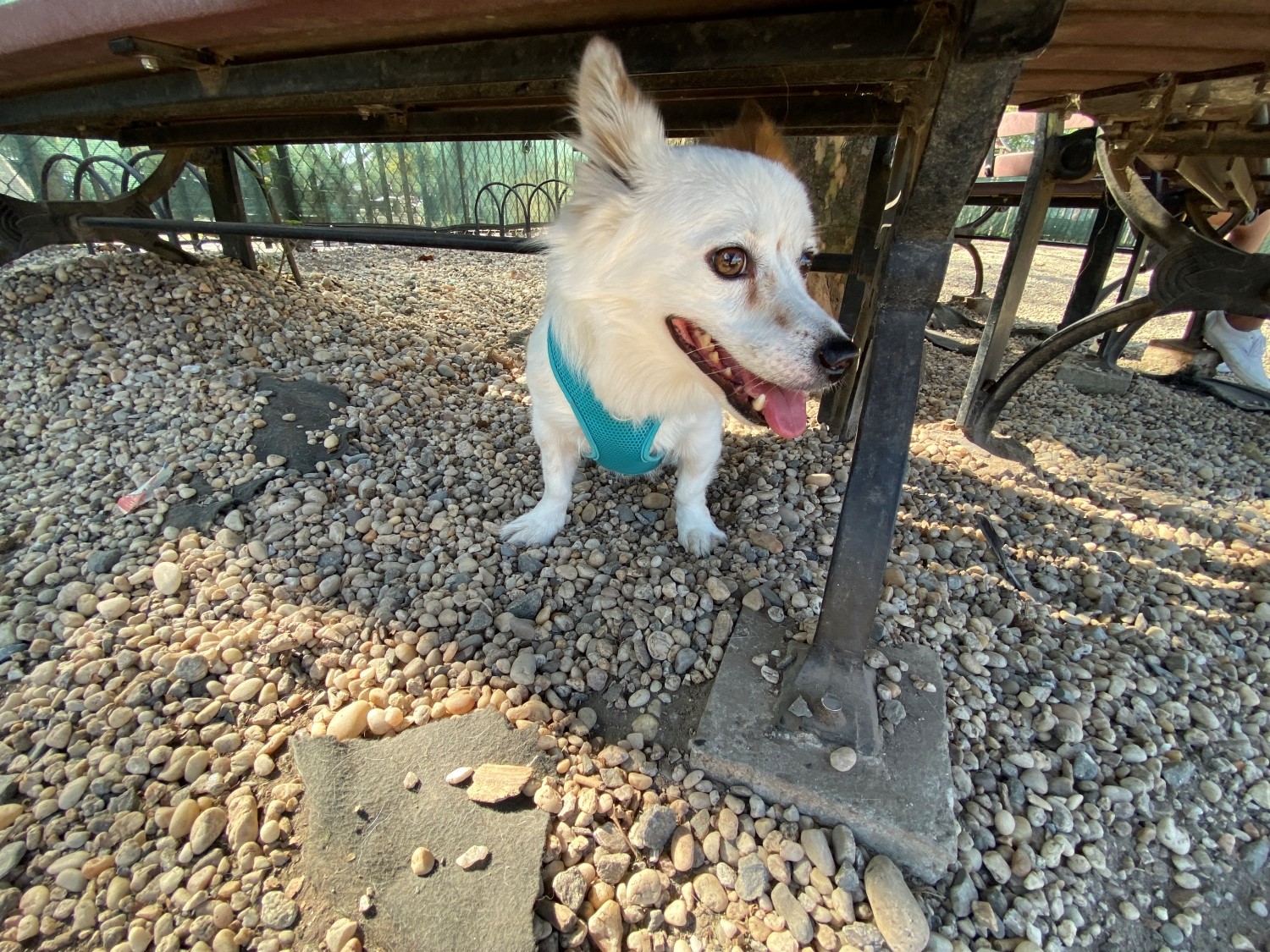 dog ultra-wide-angle lens iphone 11 pro max (2)