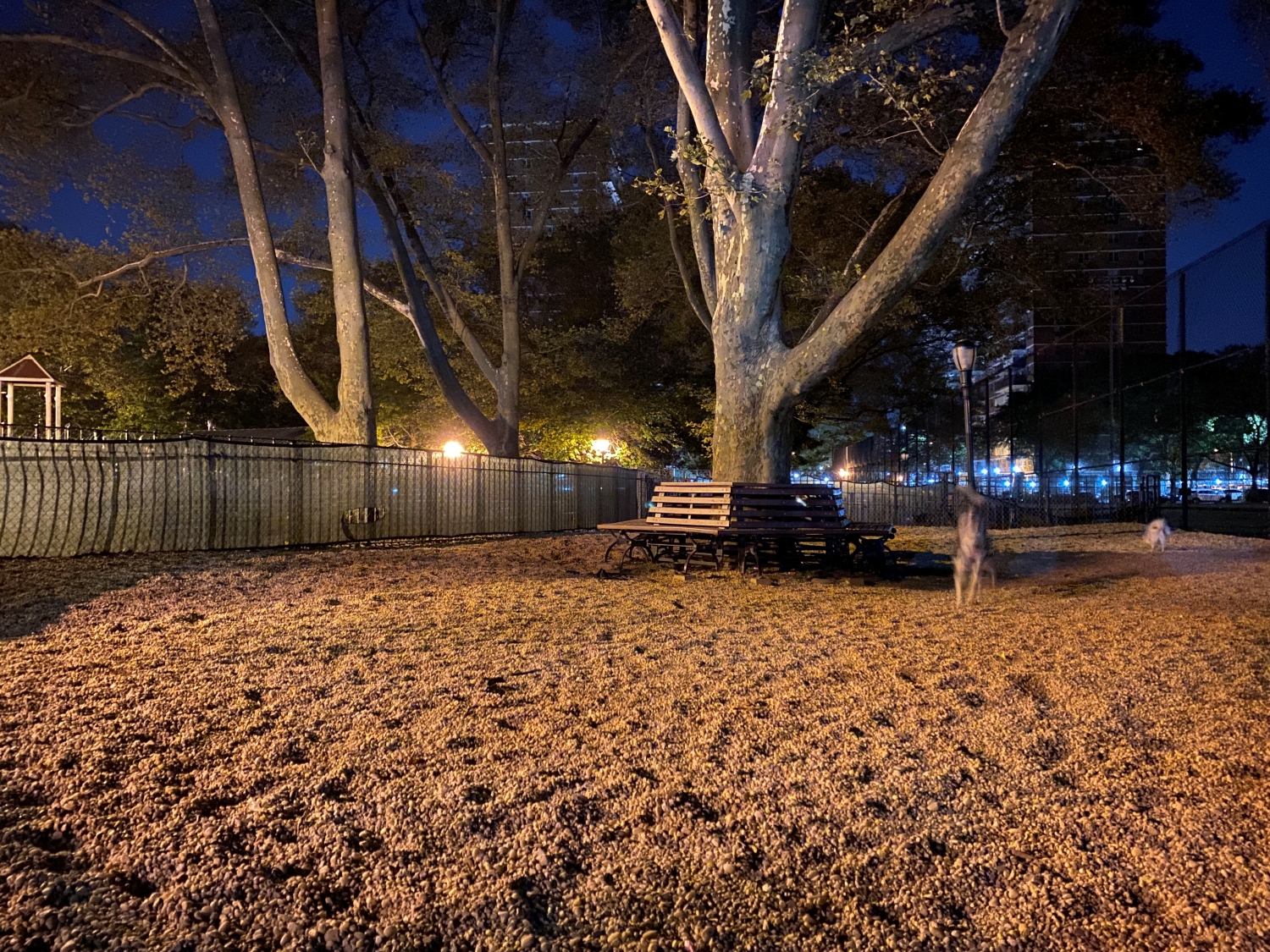 iphone 11 pro max night mode dog park