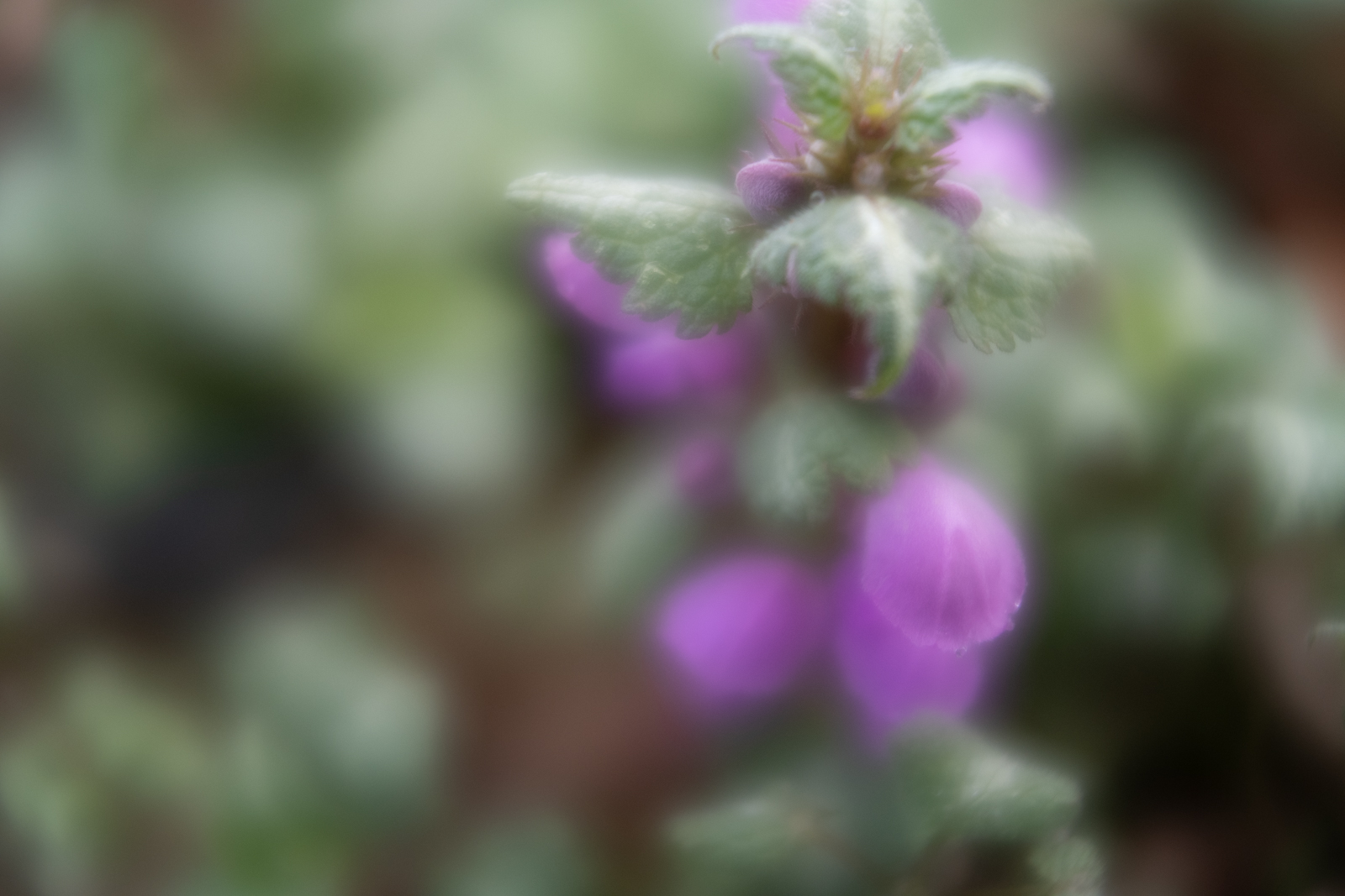 lensbaby velvet 28 review 12