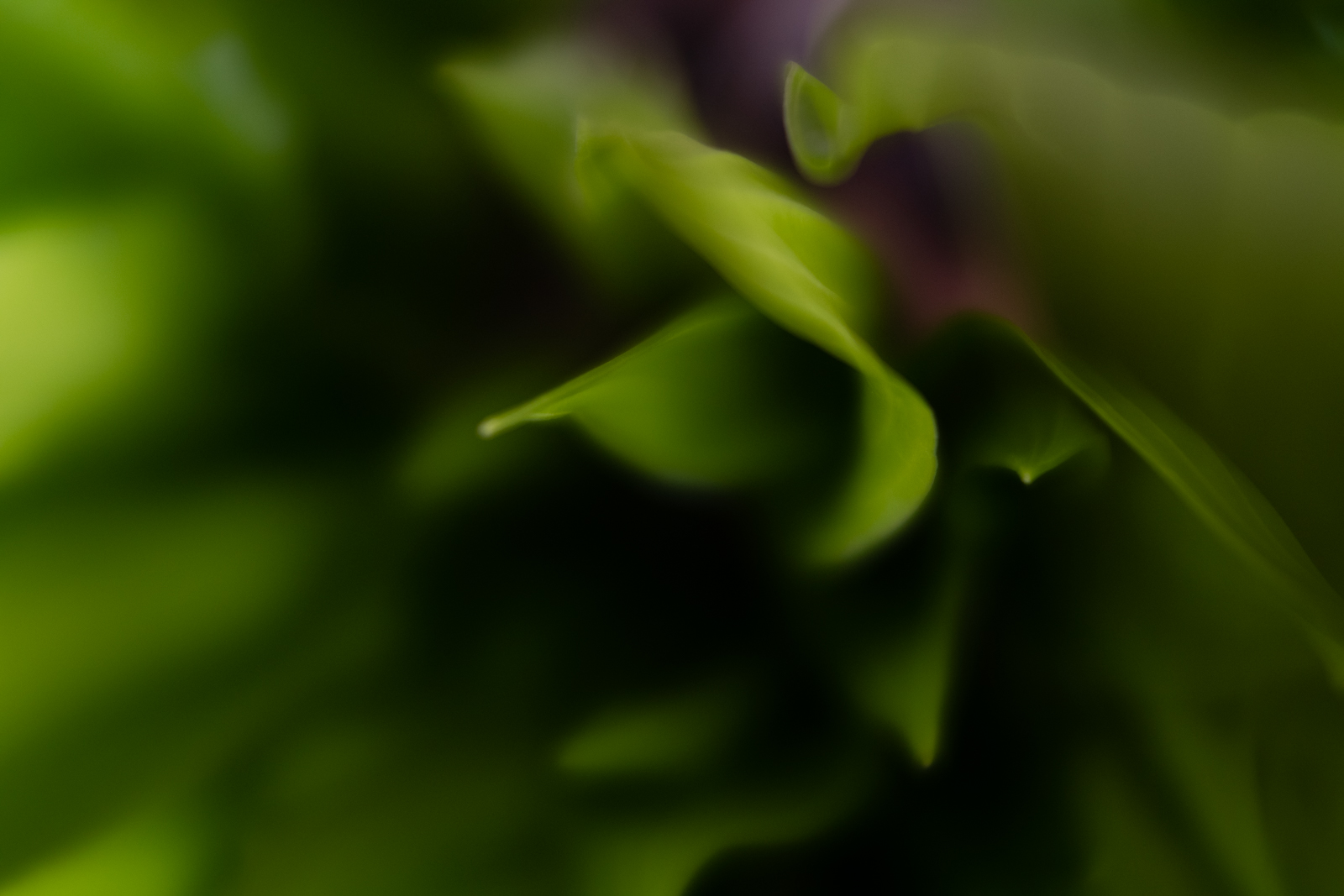 lensbaby velvet 28 review 13
