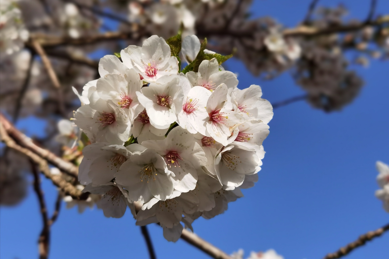 huawei p40 pro review n4037