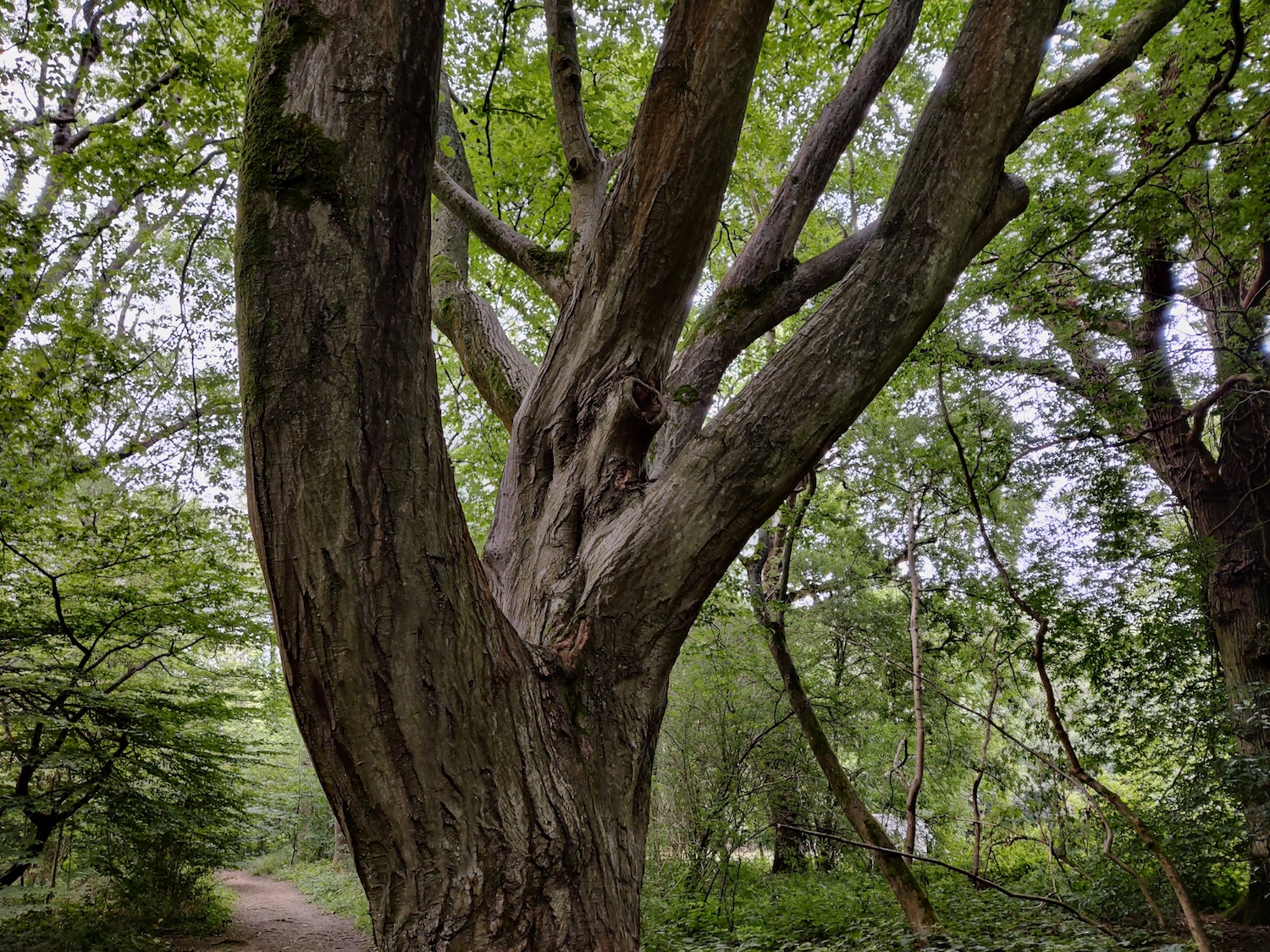 oneplus nord review tree
