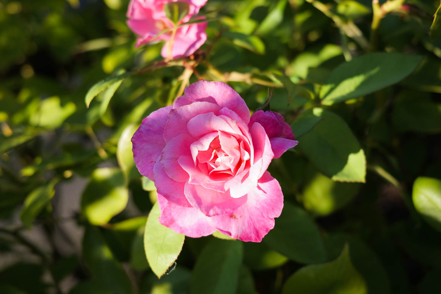 panasonic lumix s5 review sample dm 02