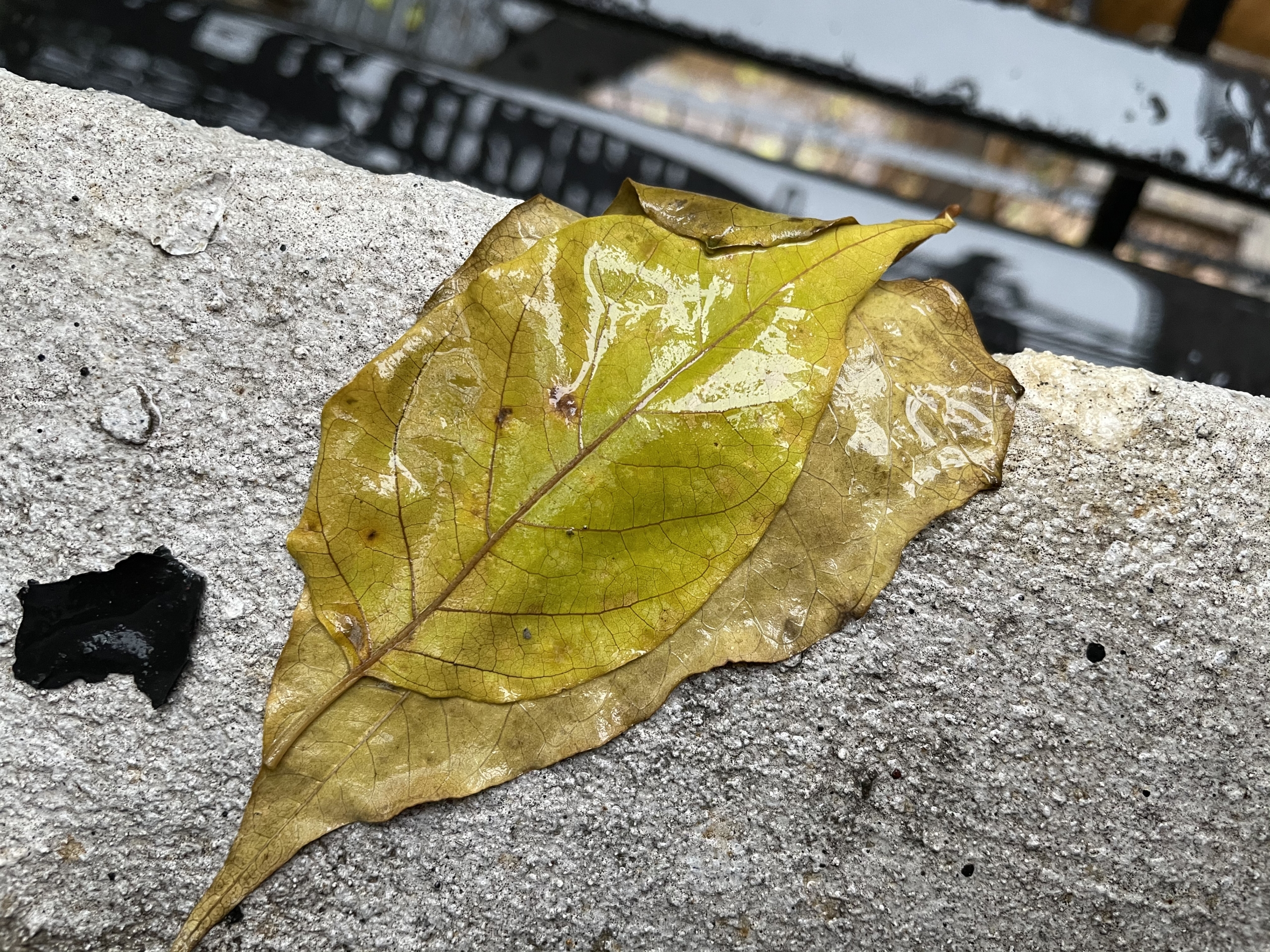 apple iphone 12 review camera sample 1