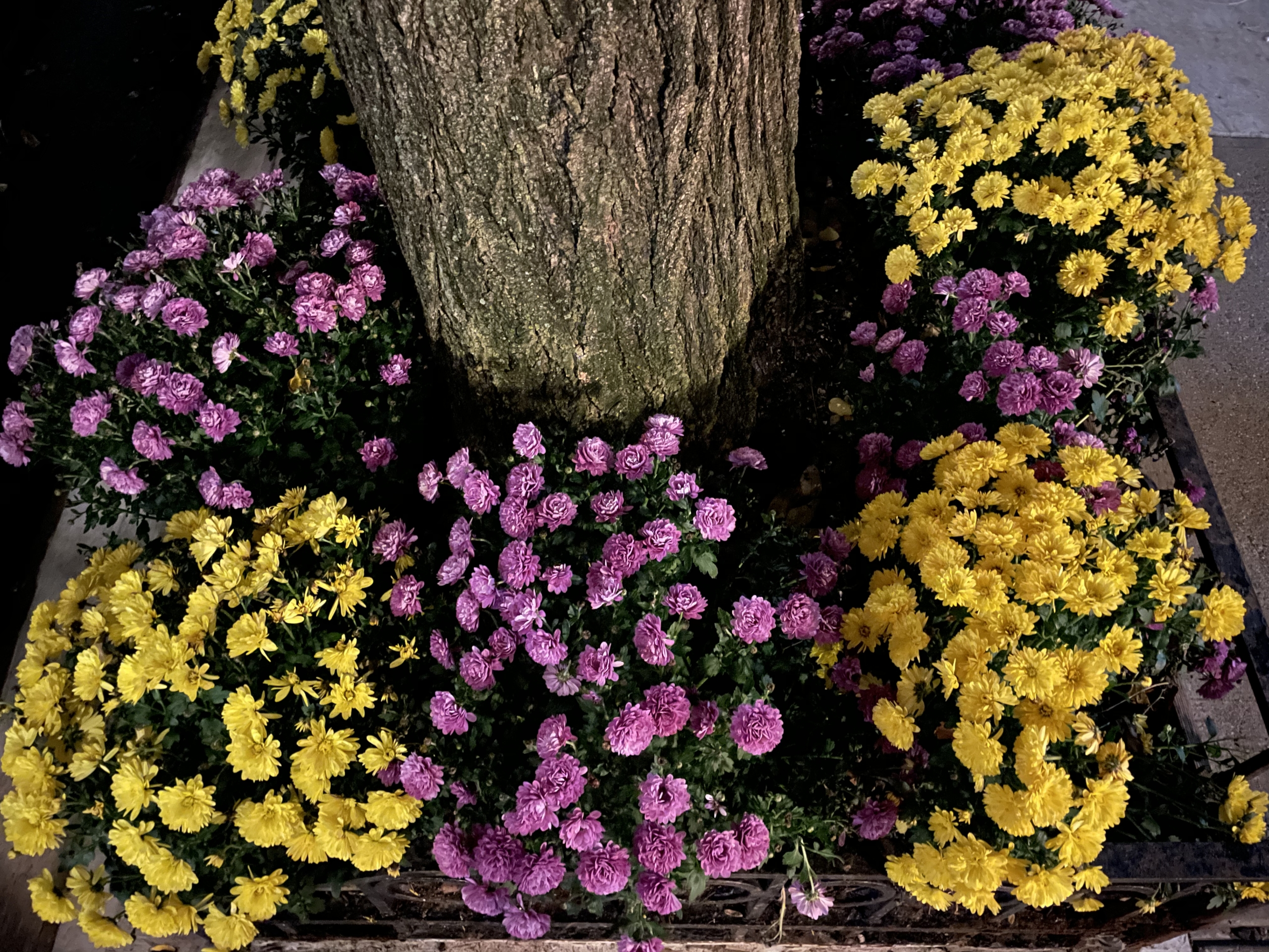 apple iphone 12 review camera sample 7