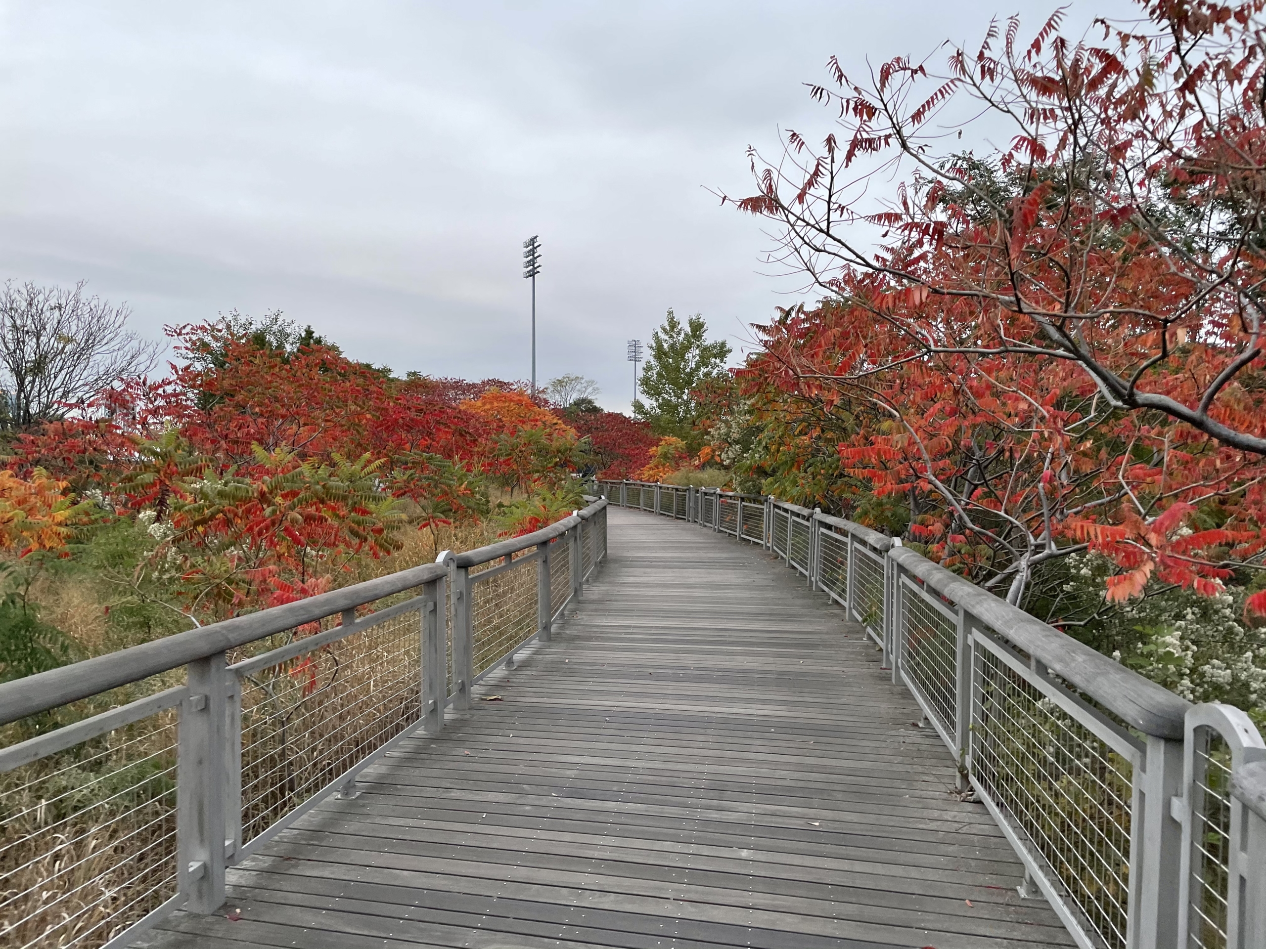 apple iphone 12 pro review camera sample 3