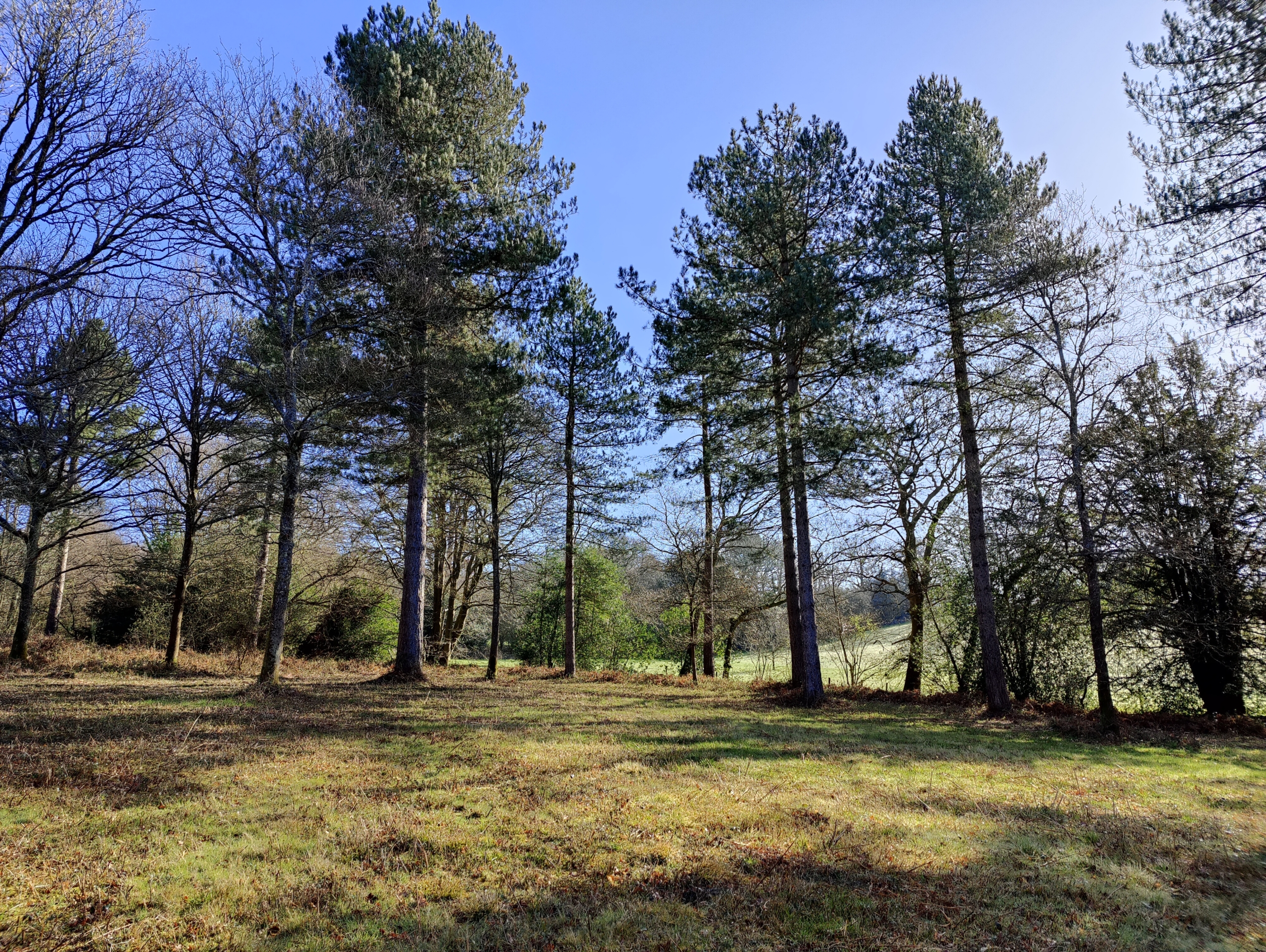 software update oneplus 9 pro camera img 20210330 092254