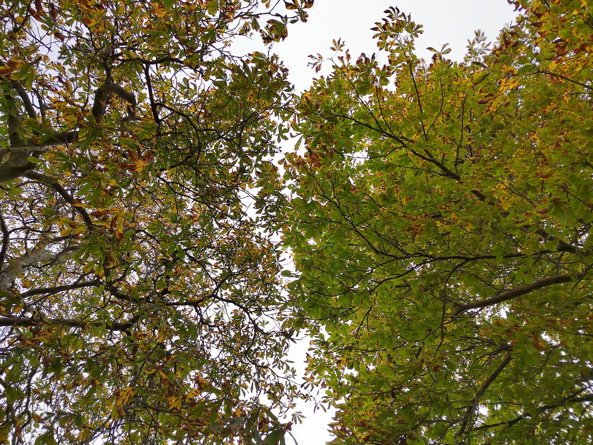 Photos of tree tops taken with the Honor 50.