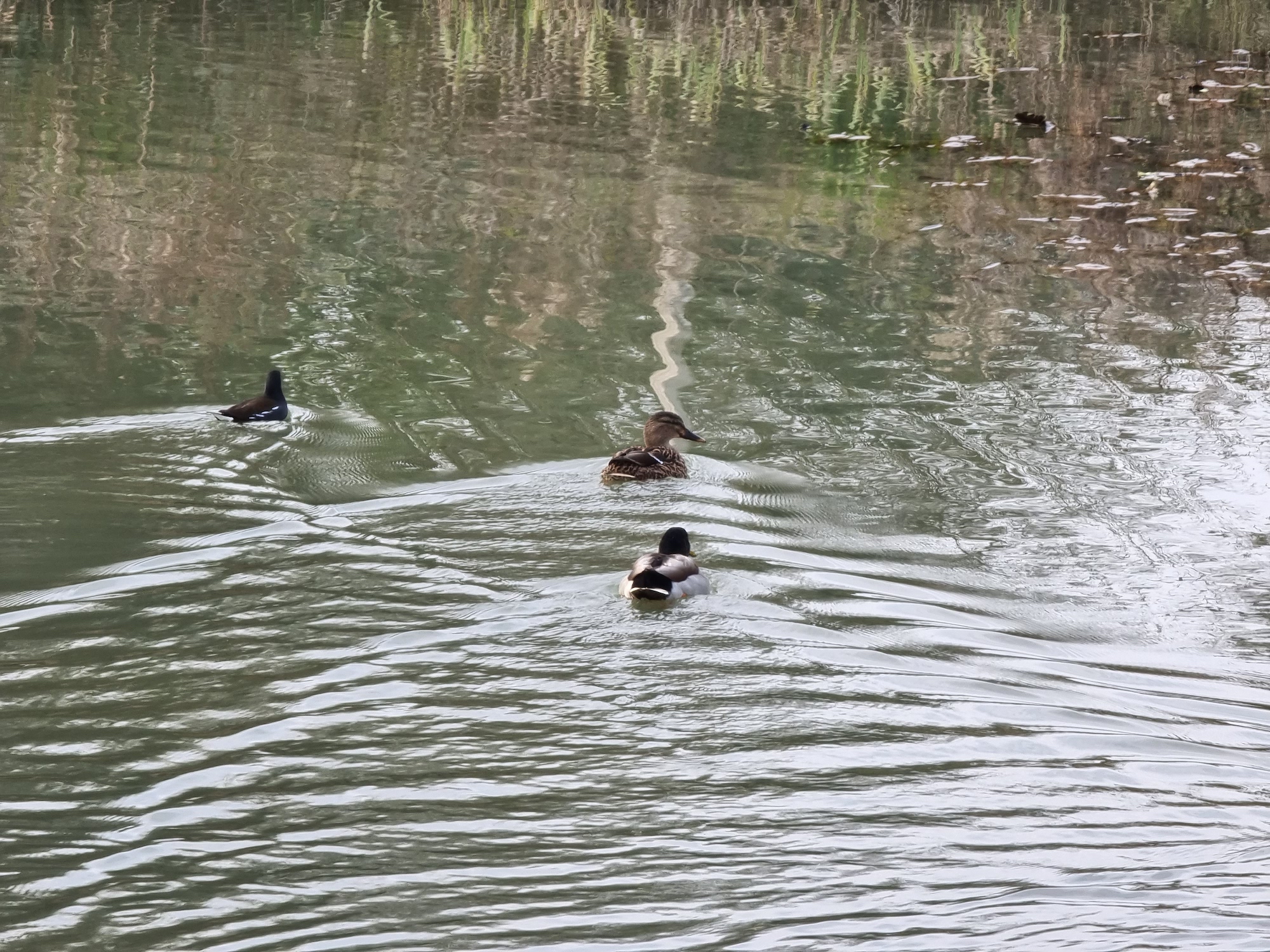 Galaxy S21 Ultra 10x optical zoom photo of some ducks.