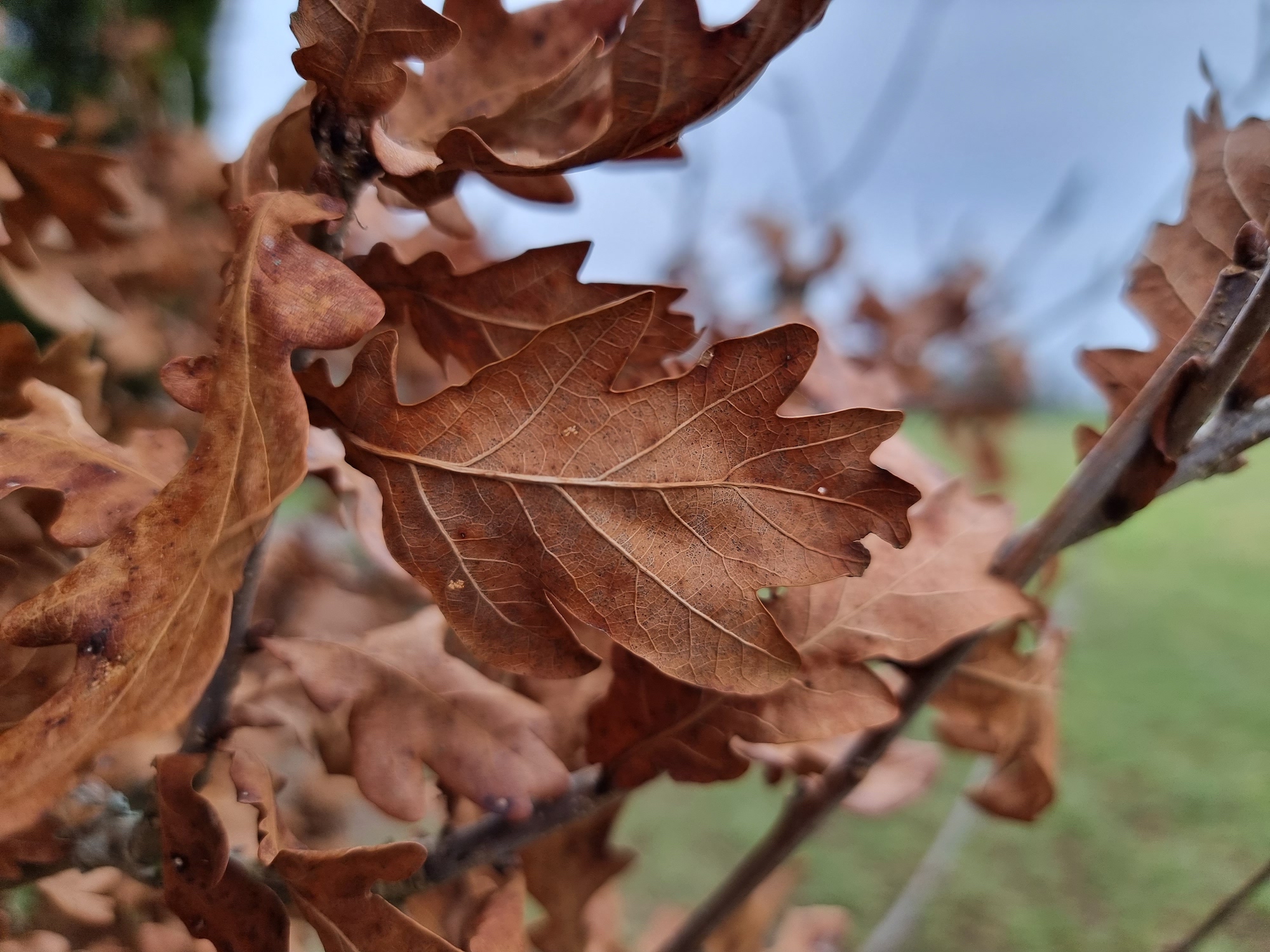 Galaxy S21 Ultra photo of a leaf.
