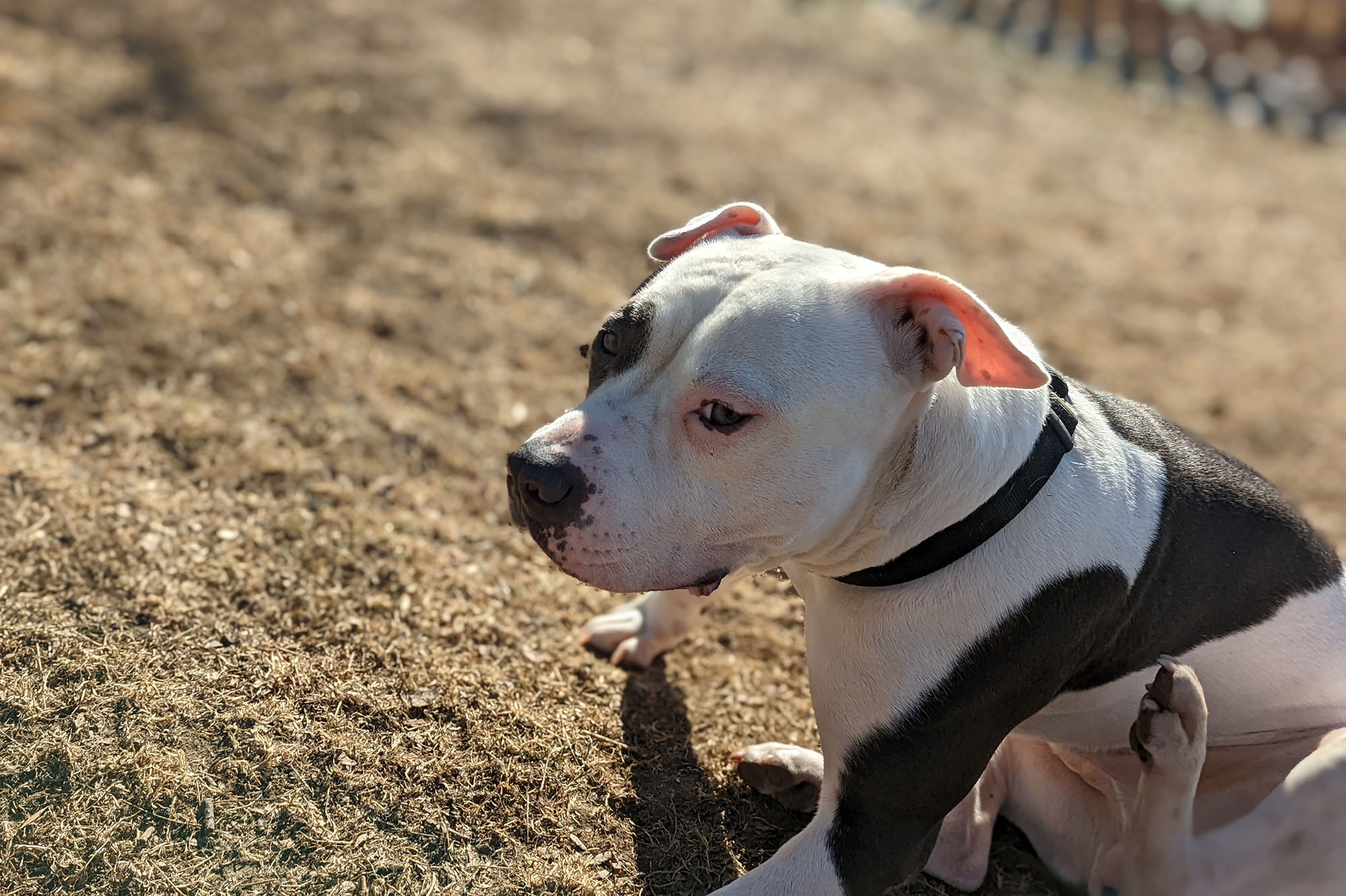 This is a photo sample of a dog demonstrating portrait mode on the Pixel 6.