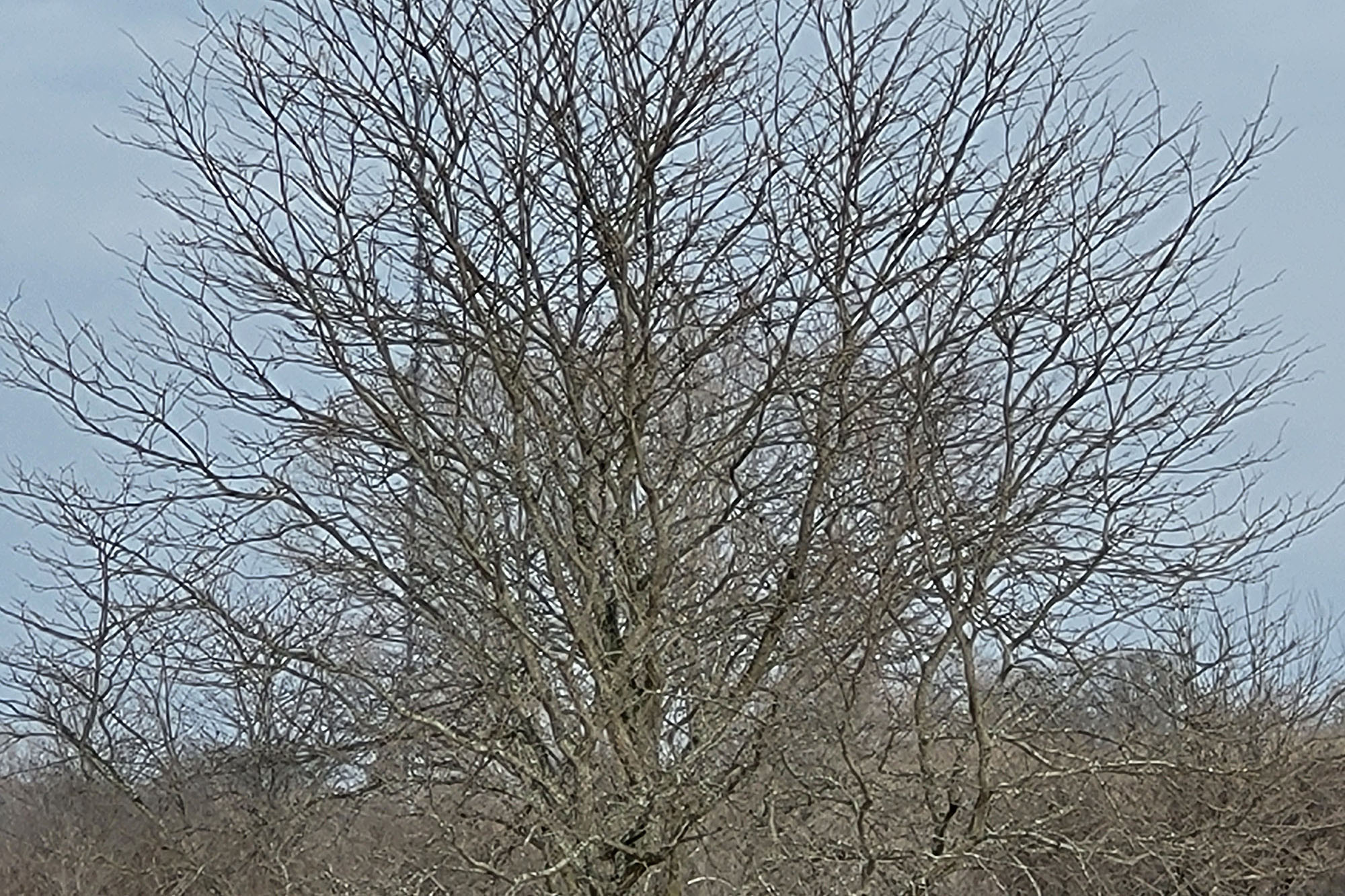 This is a sample photo of a tree zoomed to 10X on the Samsung Galaxy S21 FE 5G.