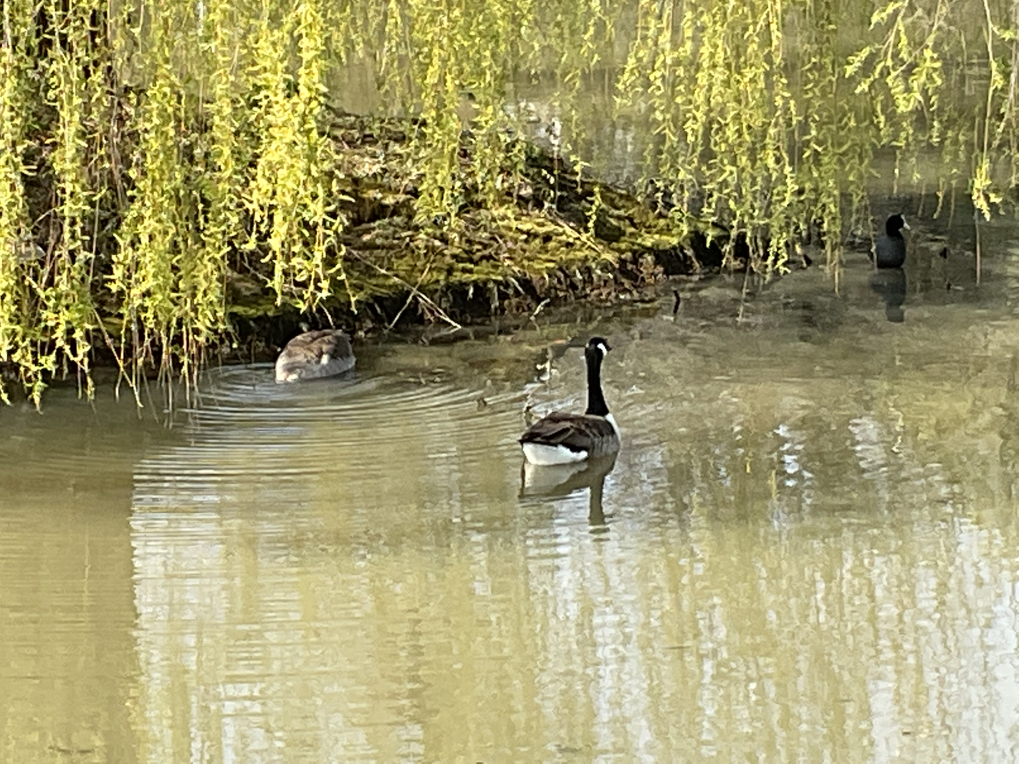 iPad Air 5 5x digital zoom photo.