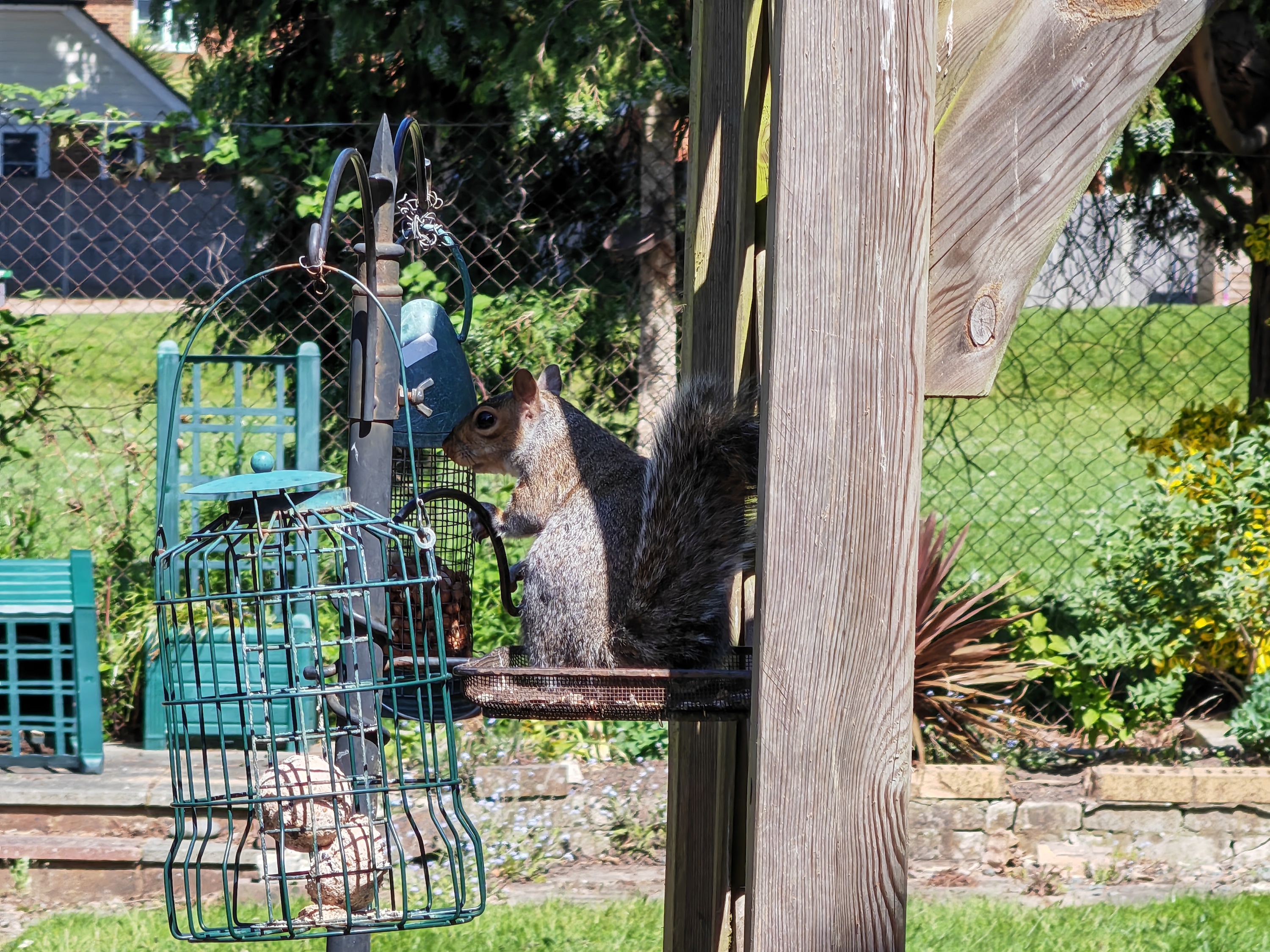 10x zoom photo of a squirrel taken with the Honor Magic4 Pro.