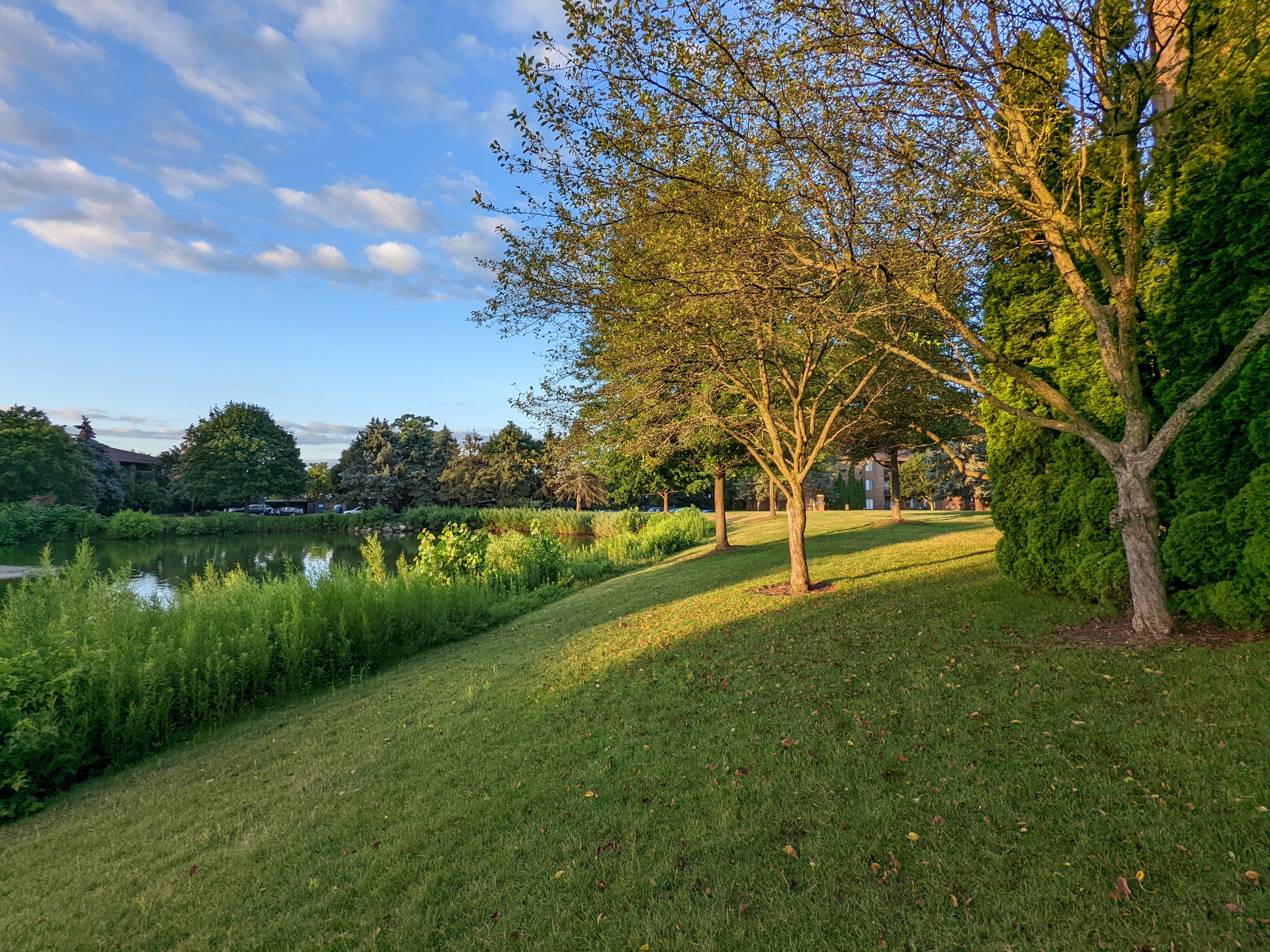 A grassy hill with trees on it. A blue sky is in the background and there's a large patch of sunlight shining down.