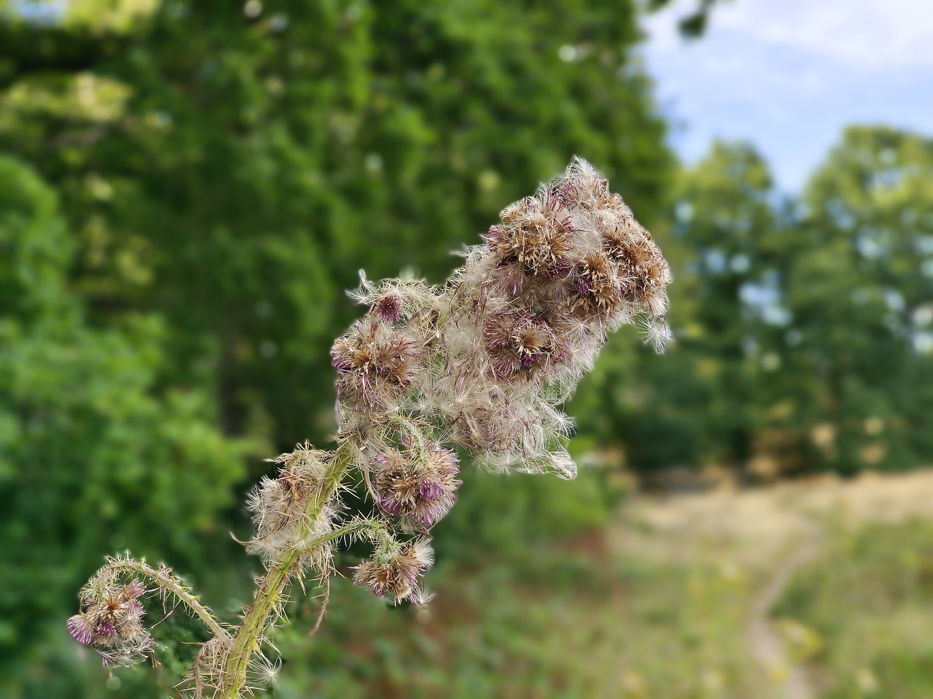 Portrait mode photo taken with the iQoo 9T.