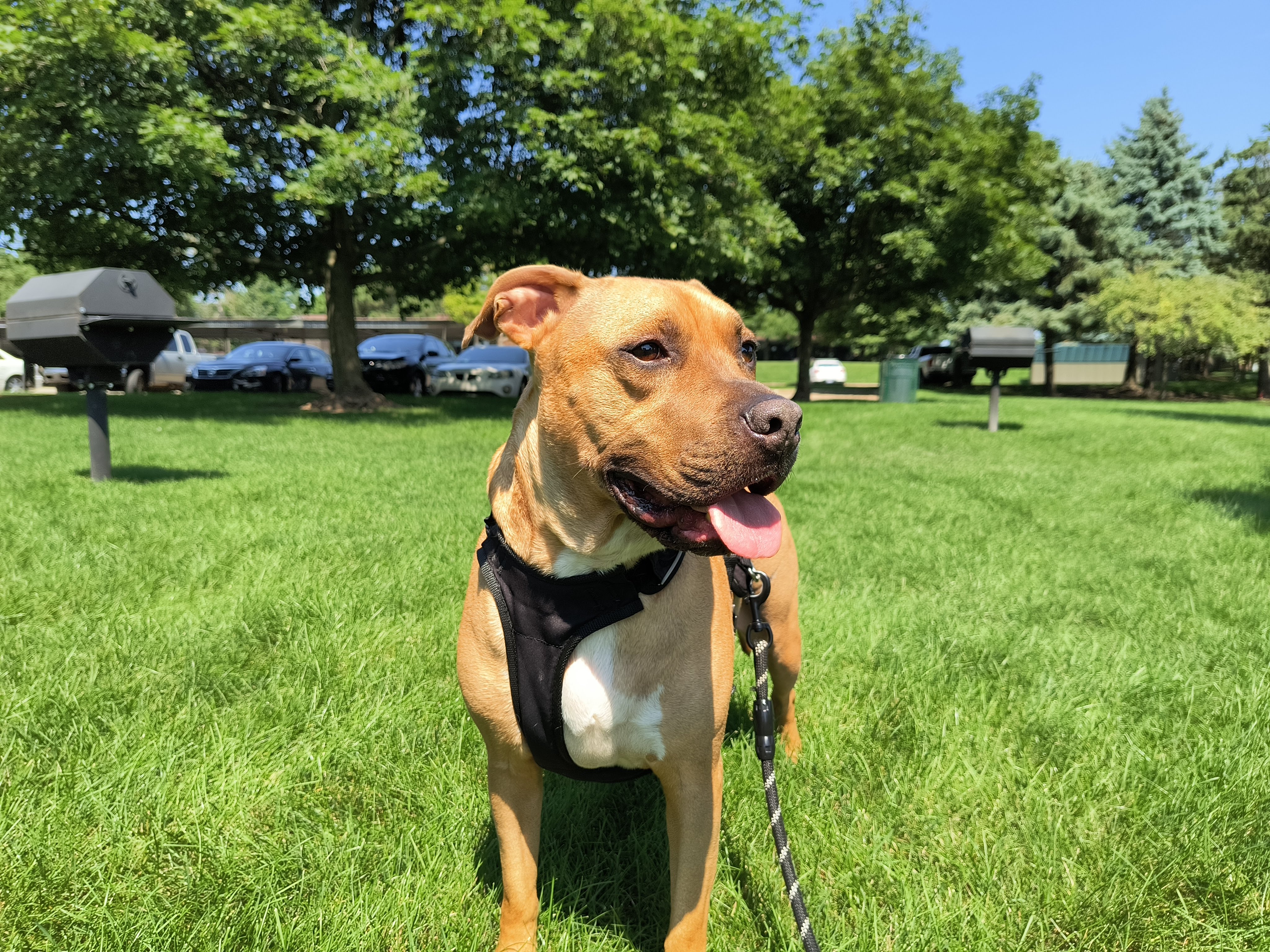 Camera sample of a dog from the Motorola Edge (2022).