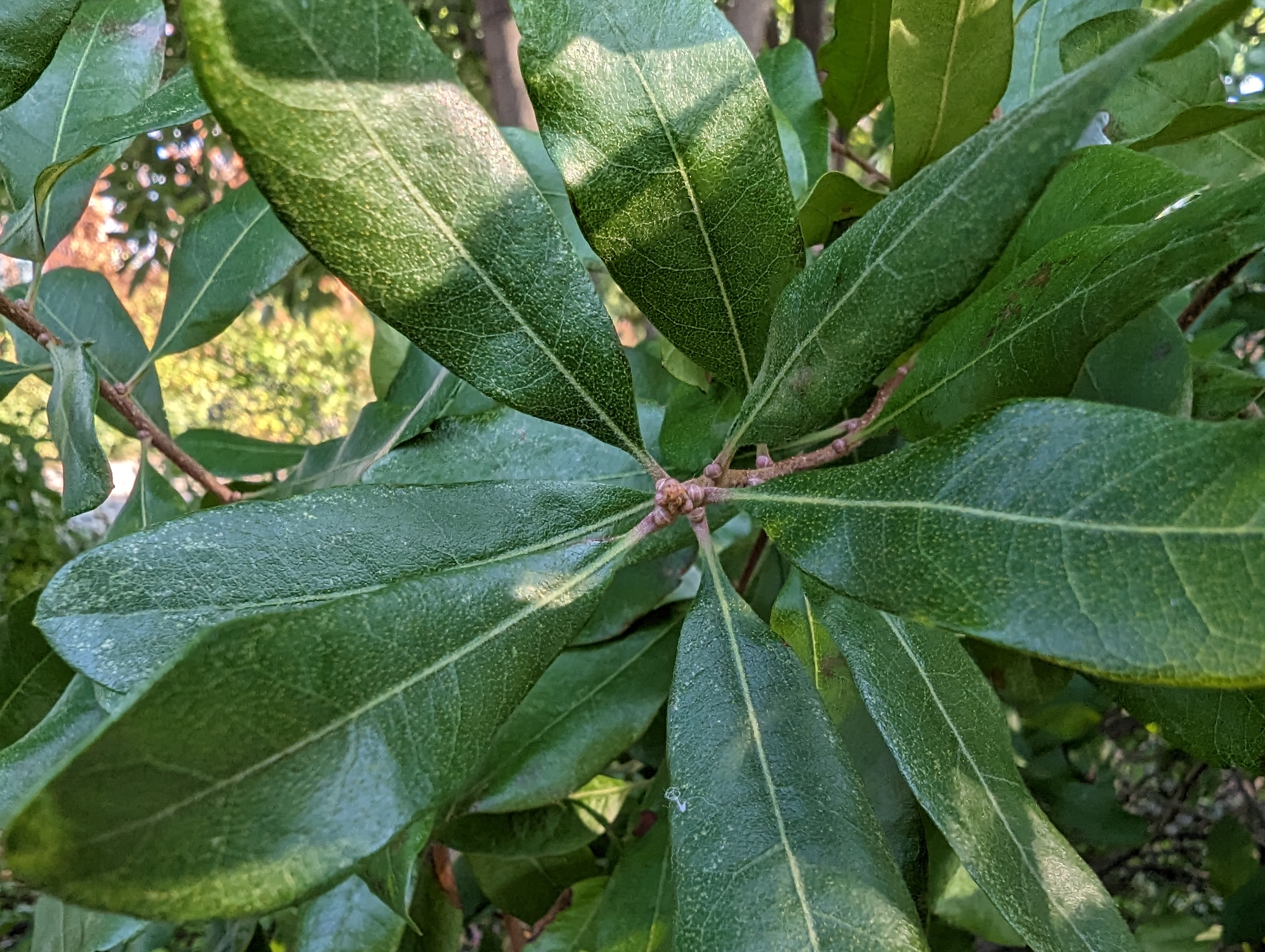 Macro photo of a plant, taken with the Pixel 7 Pro.