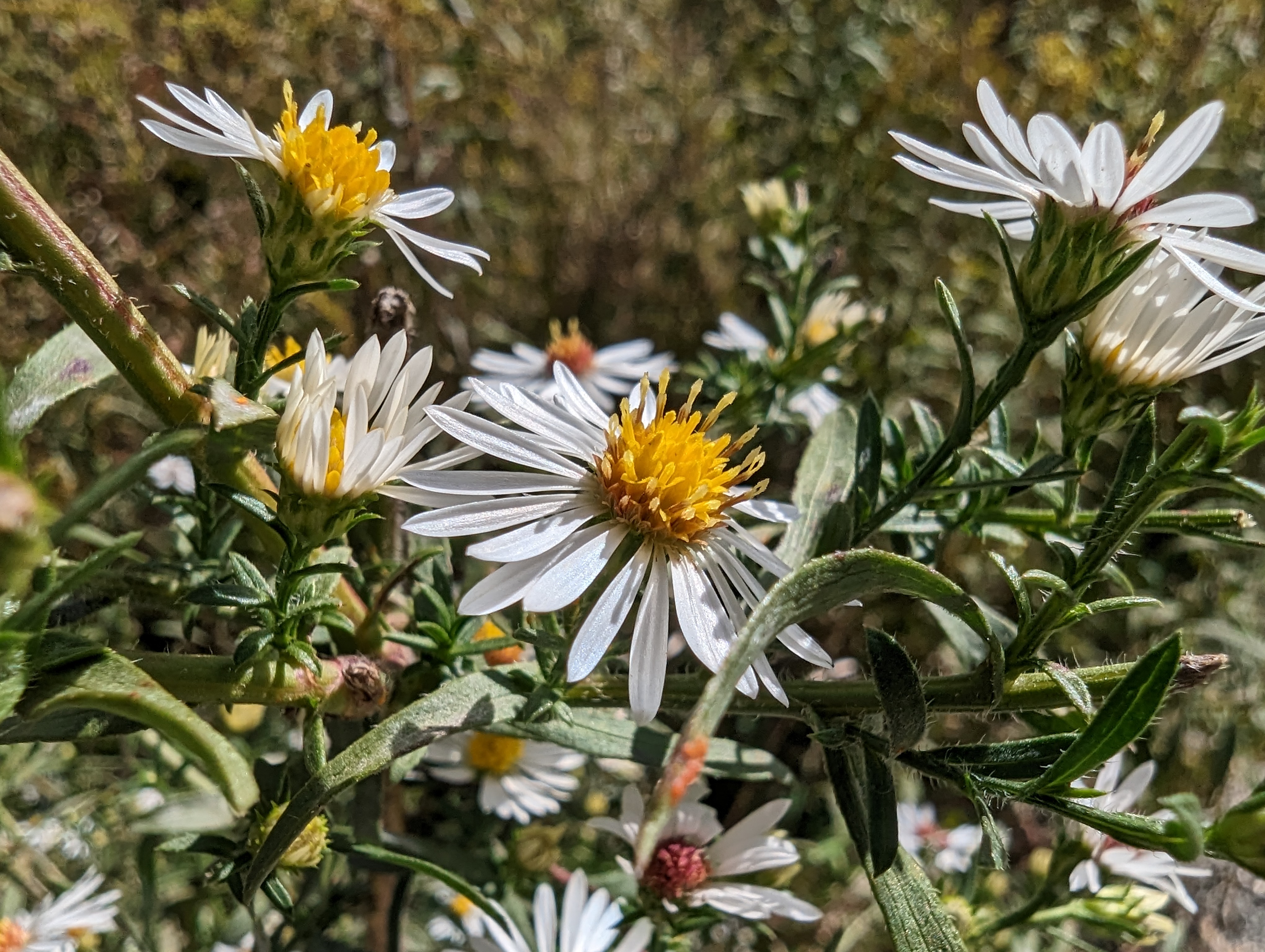 Macro photo of a flower, taken with the Pixel 7 Pro.