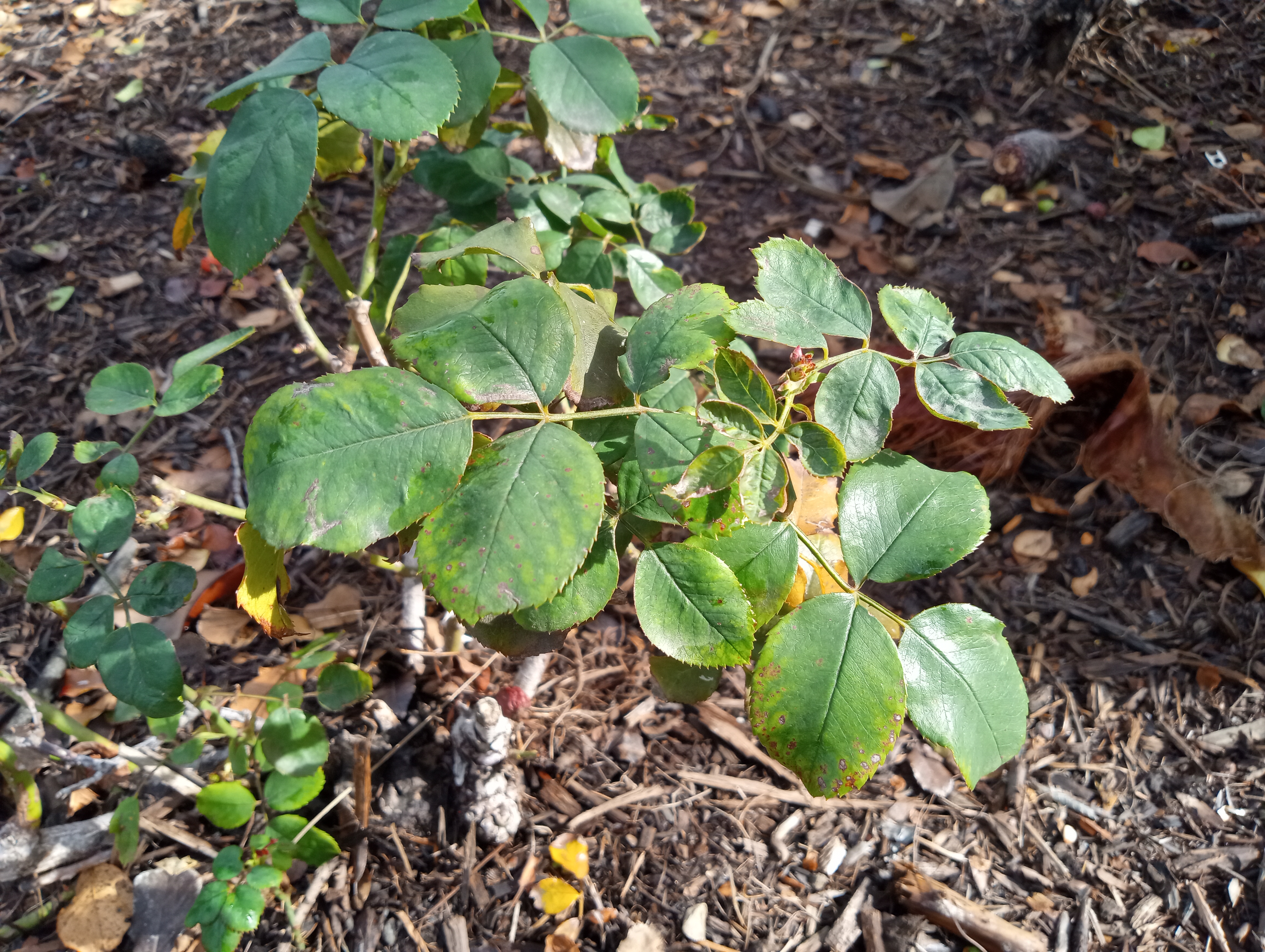 Moto G Play (2023) plant photo