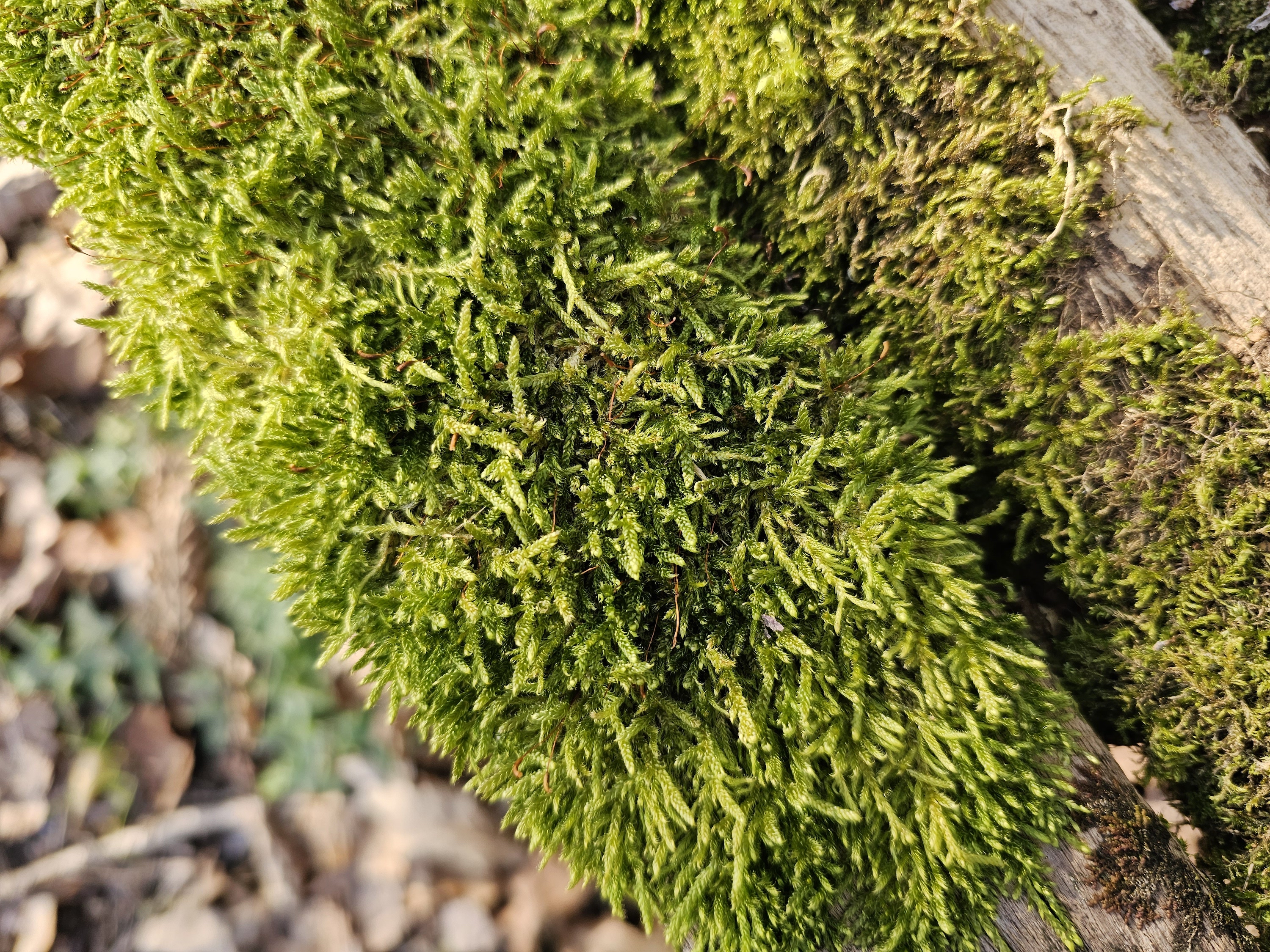 Photo taken with the Galaxy S23 Ultra's main camera.