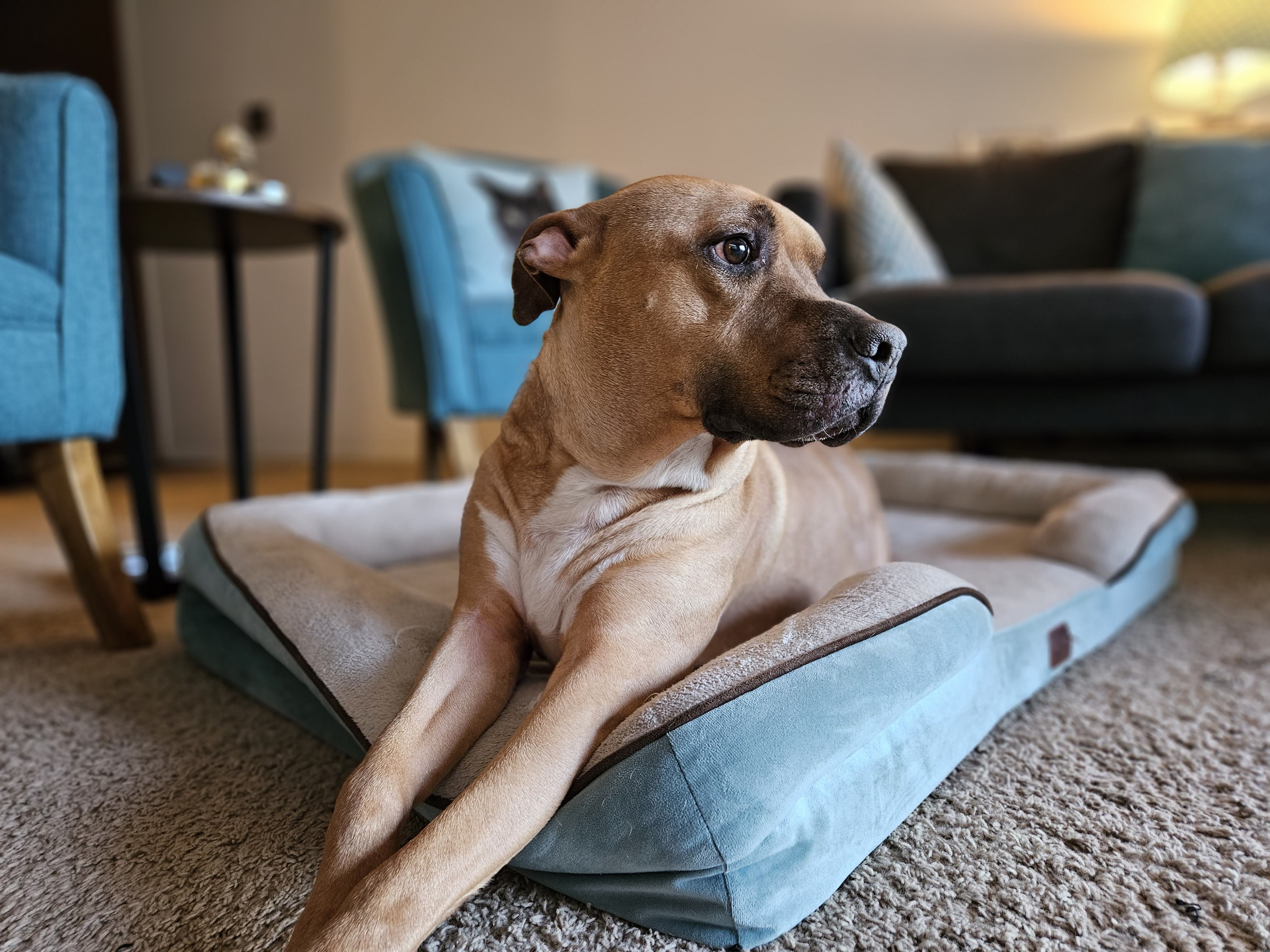 Samsung Galaxy S23 Plus photo of a dog in a bed.
