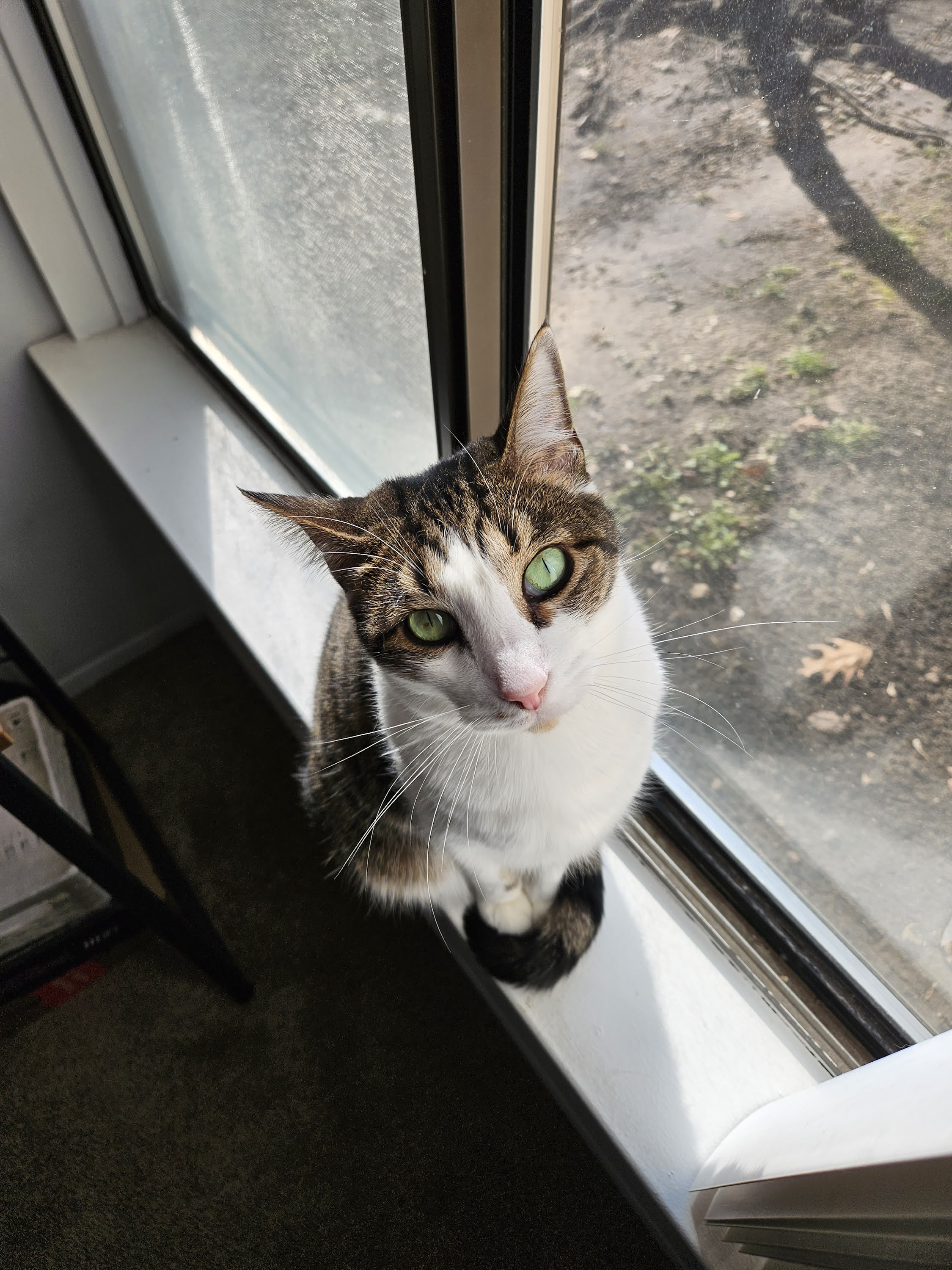 Samsung Galaxy S23 Plus photo of a cat sitting on a windowsill.