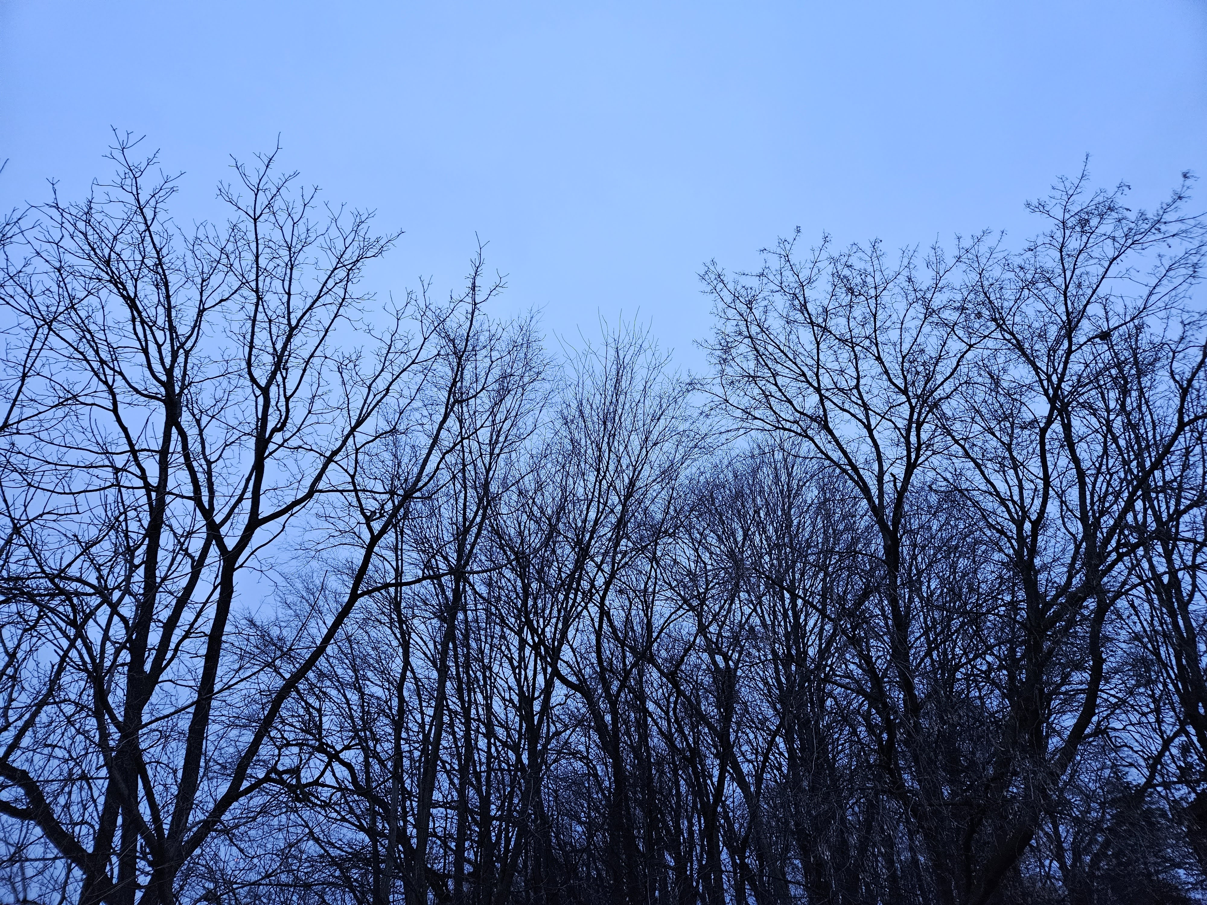 Samsung Galaxy S23 Plus photo of trees in front of an overcast sky.