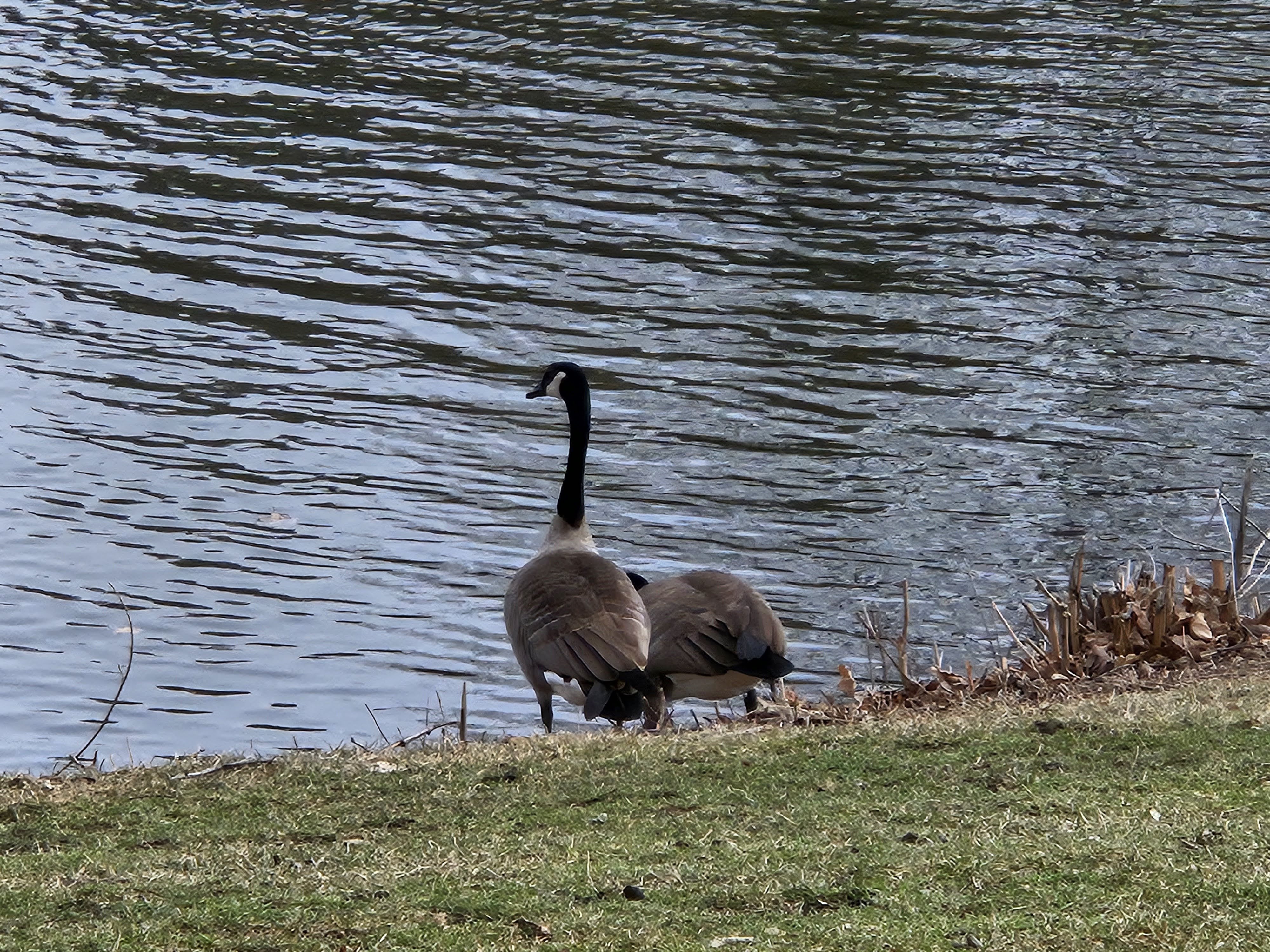 Samsung Galaxy S23 Plus photo of geese outside by a pond.