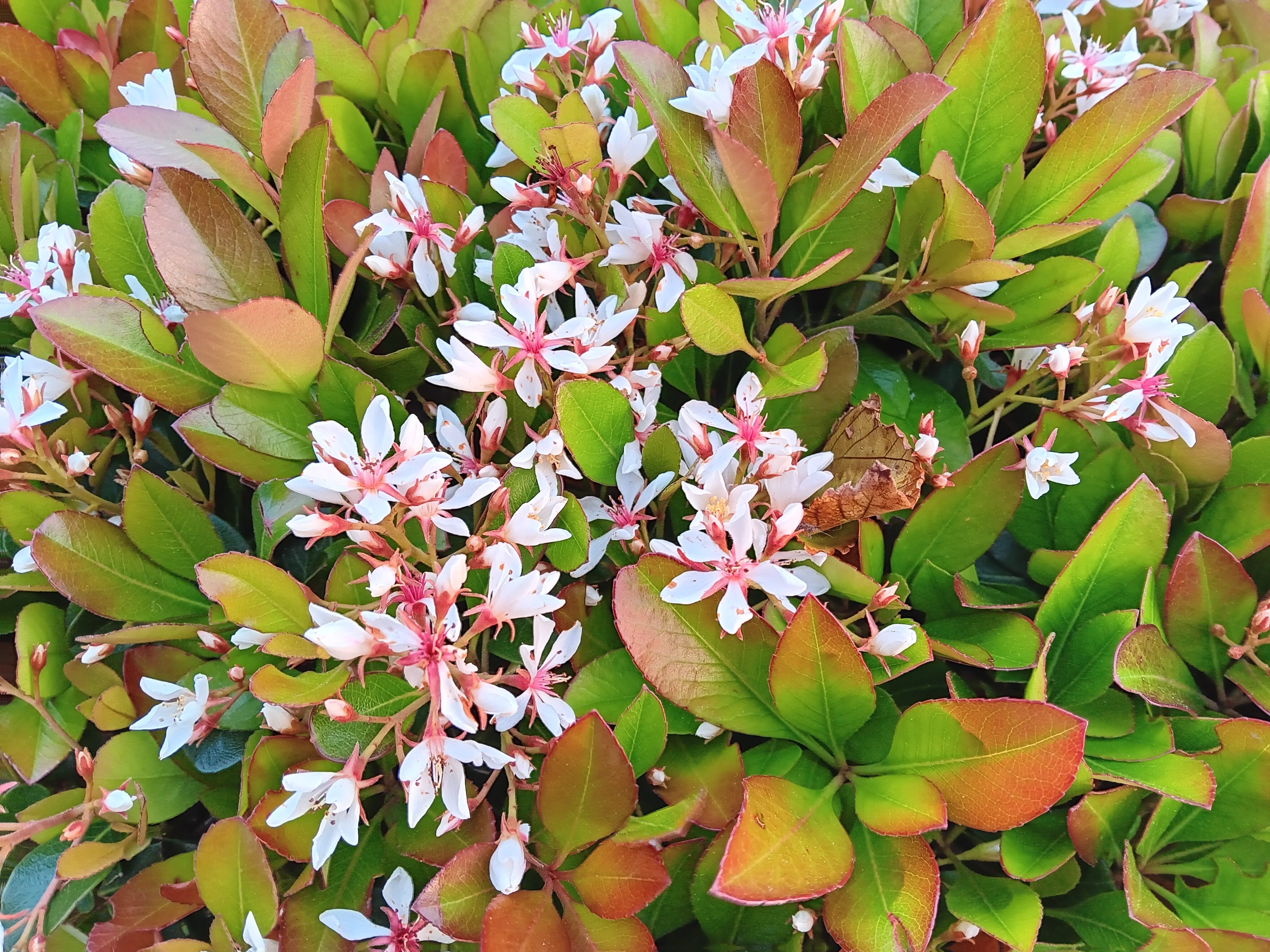 Flowers in a bush taken with a Samsung Galaxy A14 5G