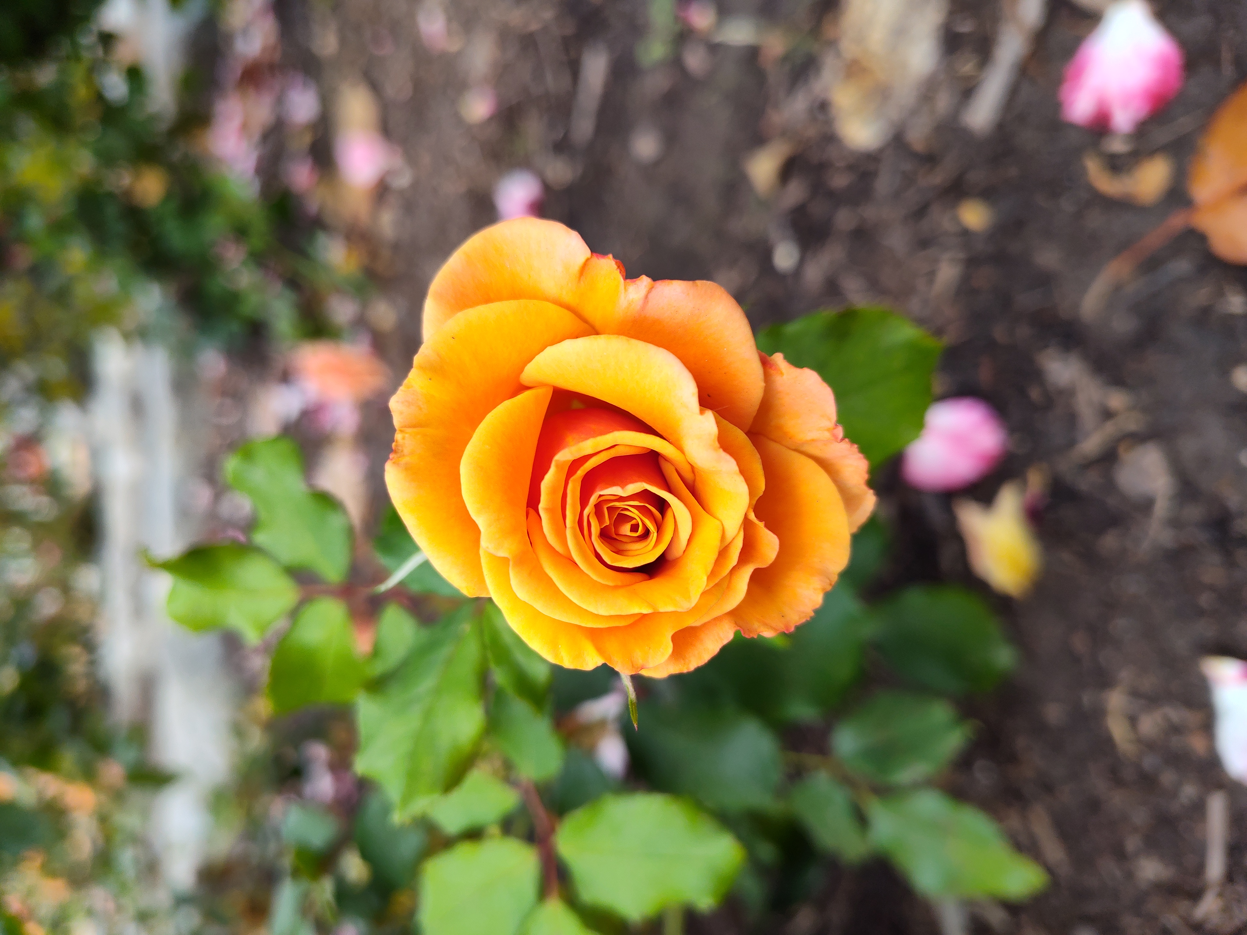 Flower taken with Moto G Stylus 5G 2023.