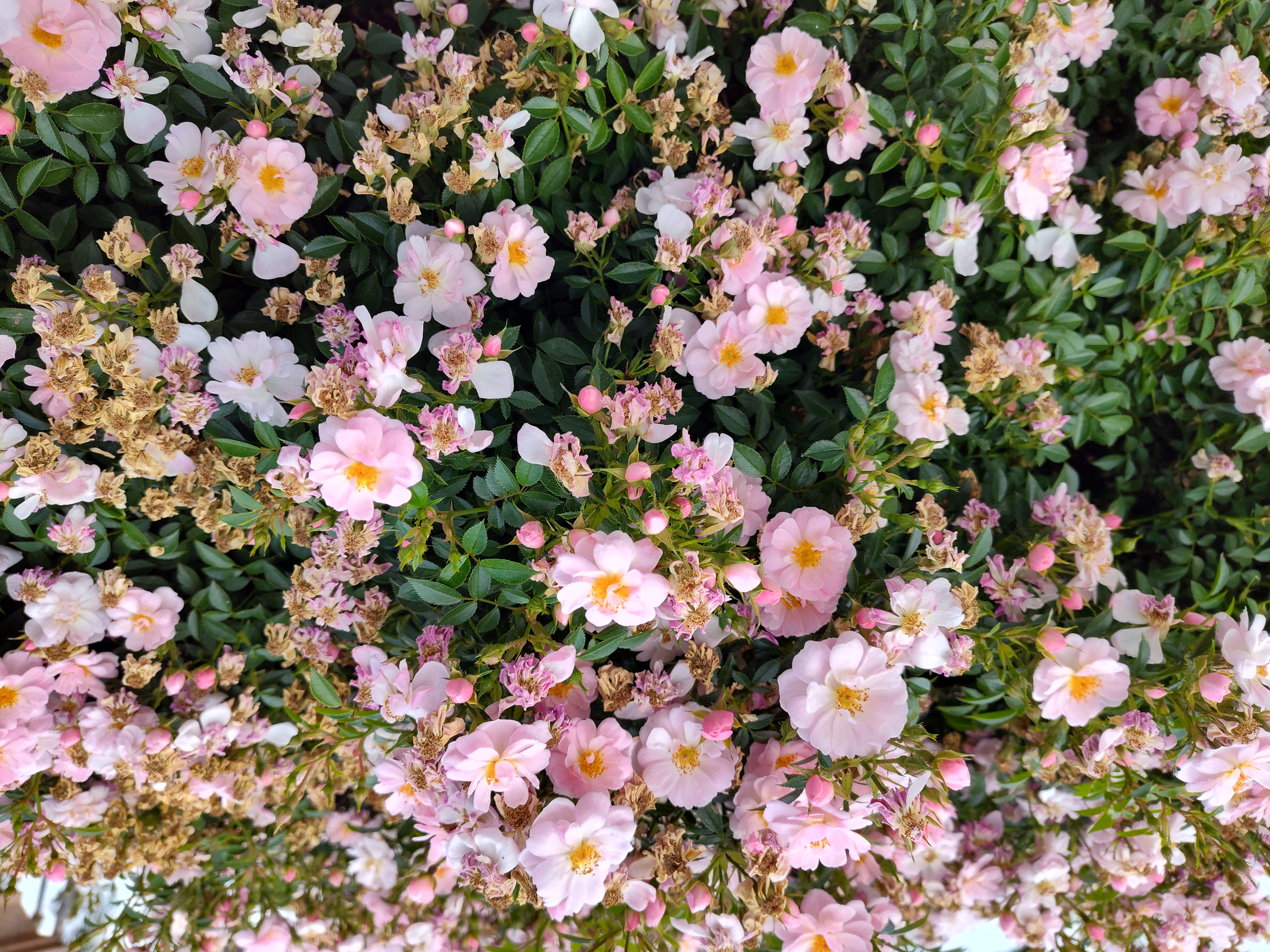 Flowers taken with Moto G Stylus 5G 2023 main camera.