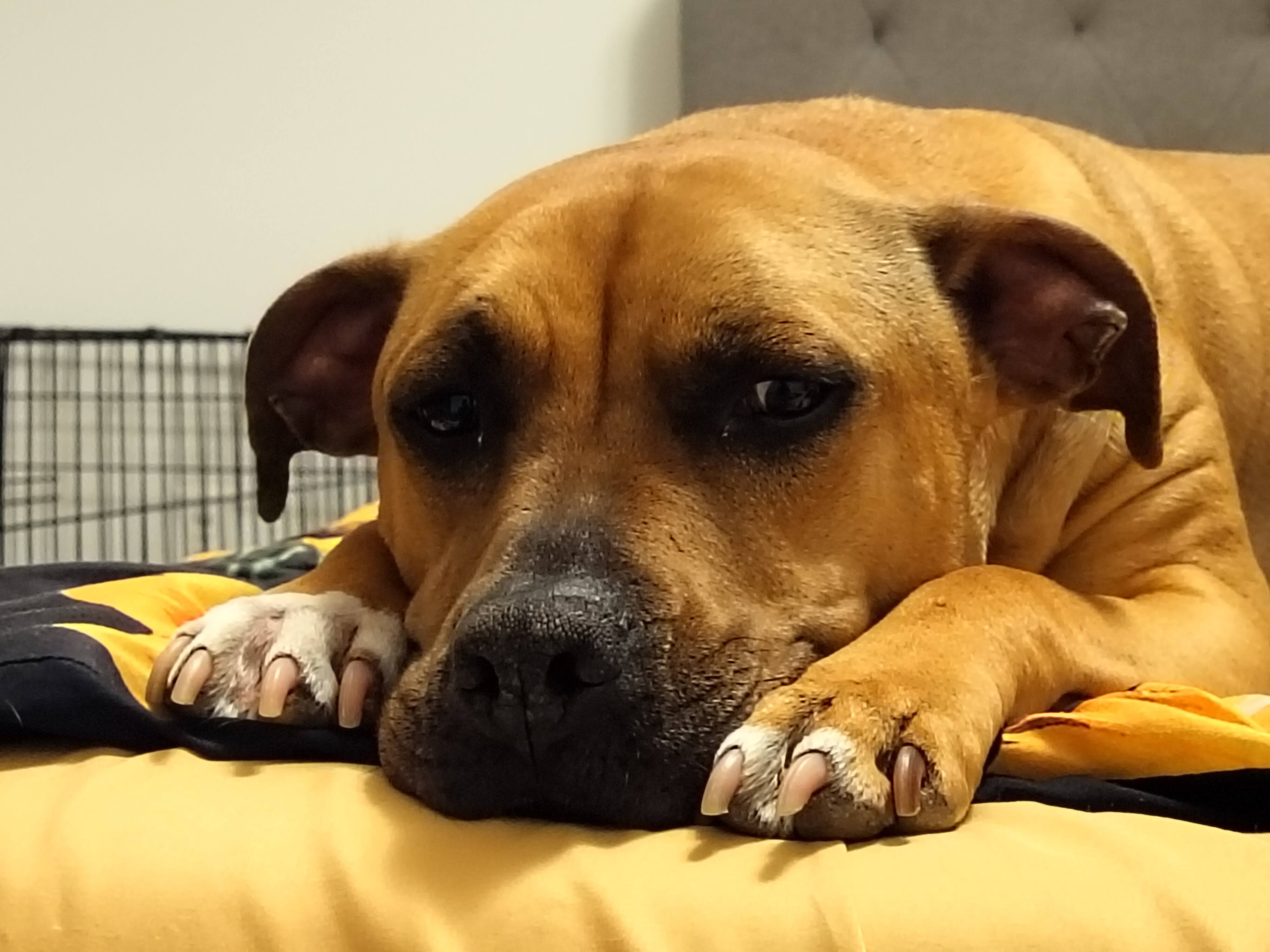 Photo of a dog laying on a bed taken with the OnePlus Nord N30 5G.