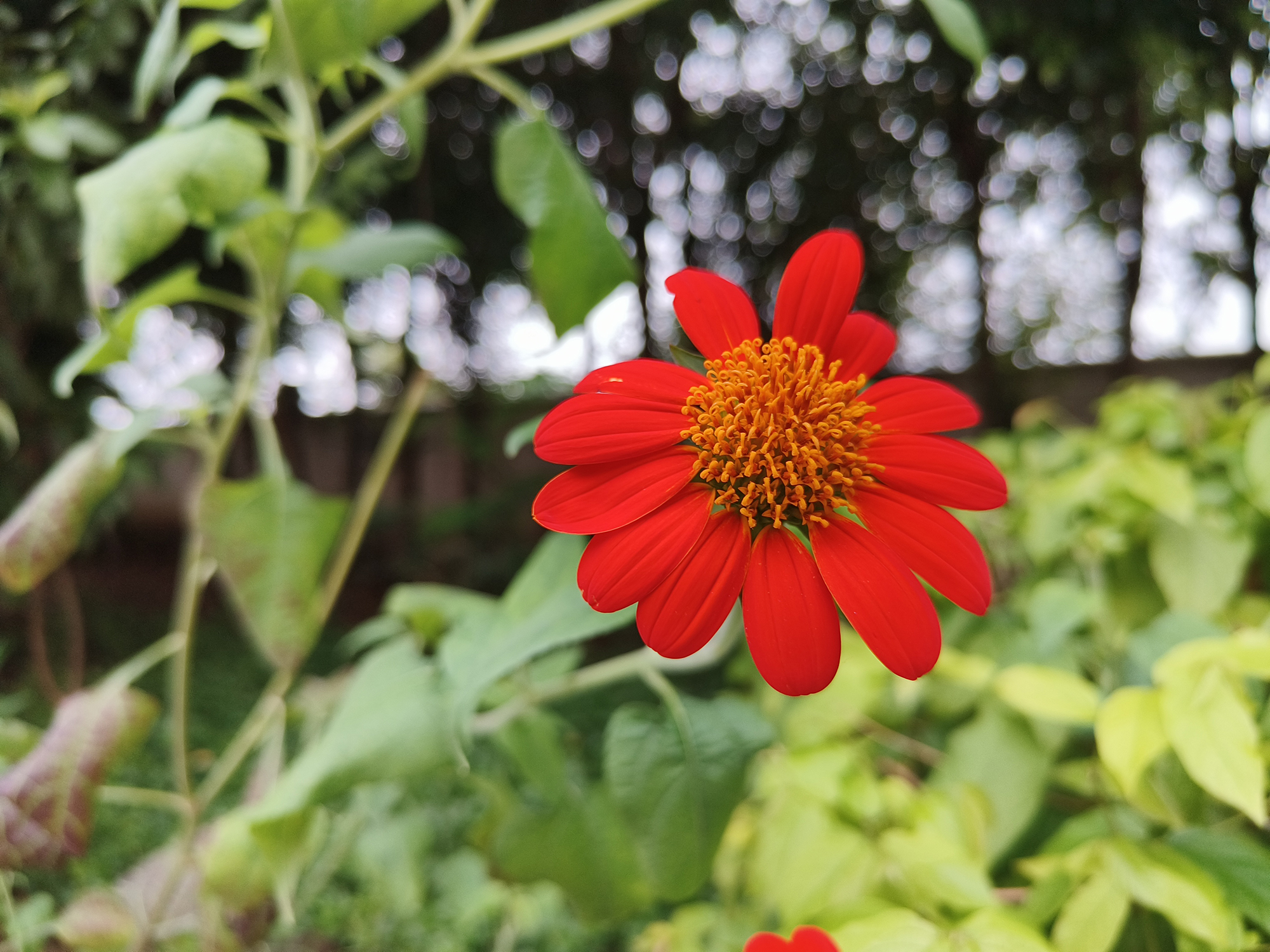 Red flower against green shrubs photographed with the OnePlus Nord 3.