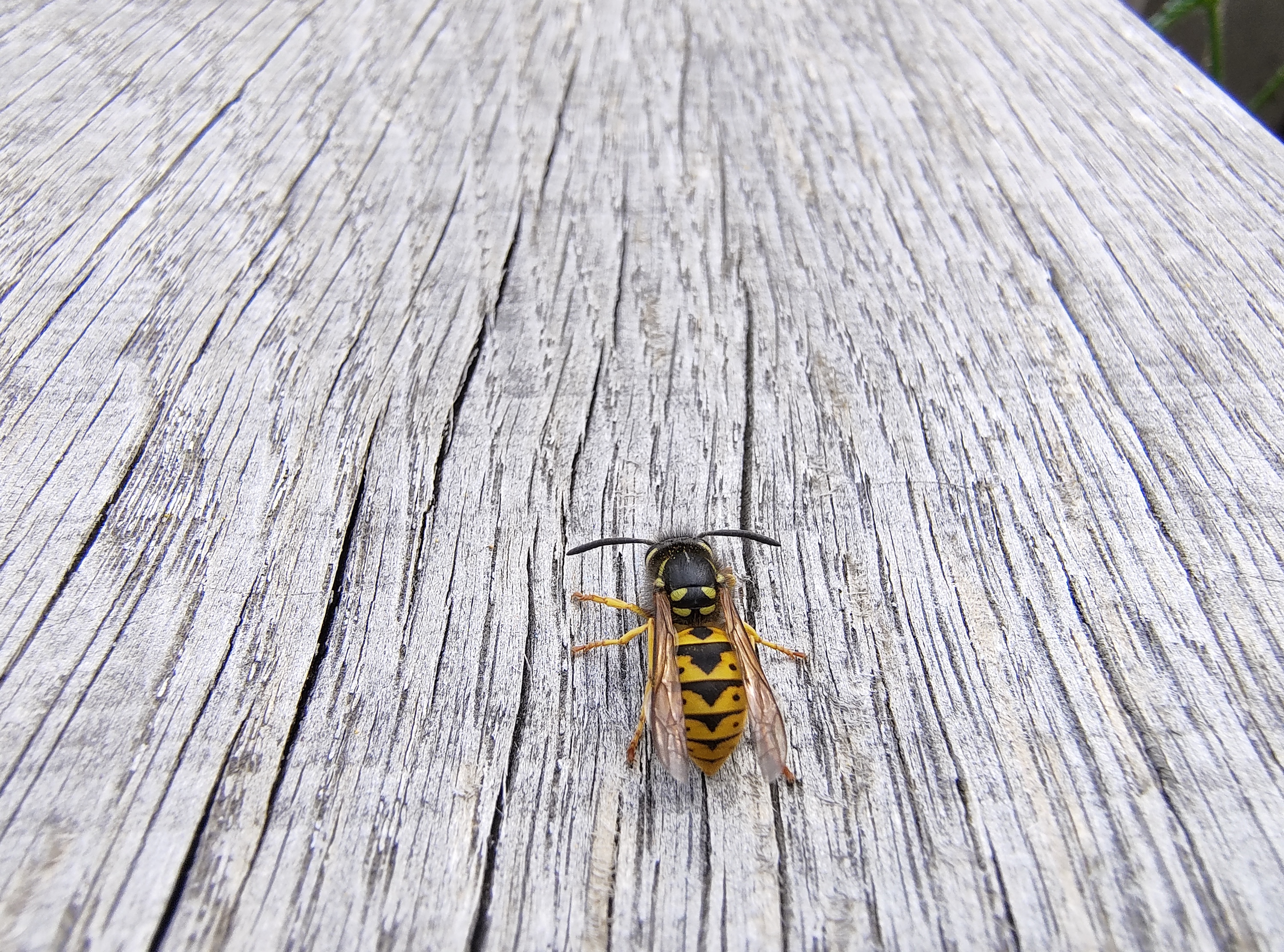 A photo taken with the Motorola Razr 40's macro camera.