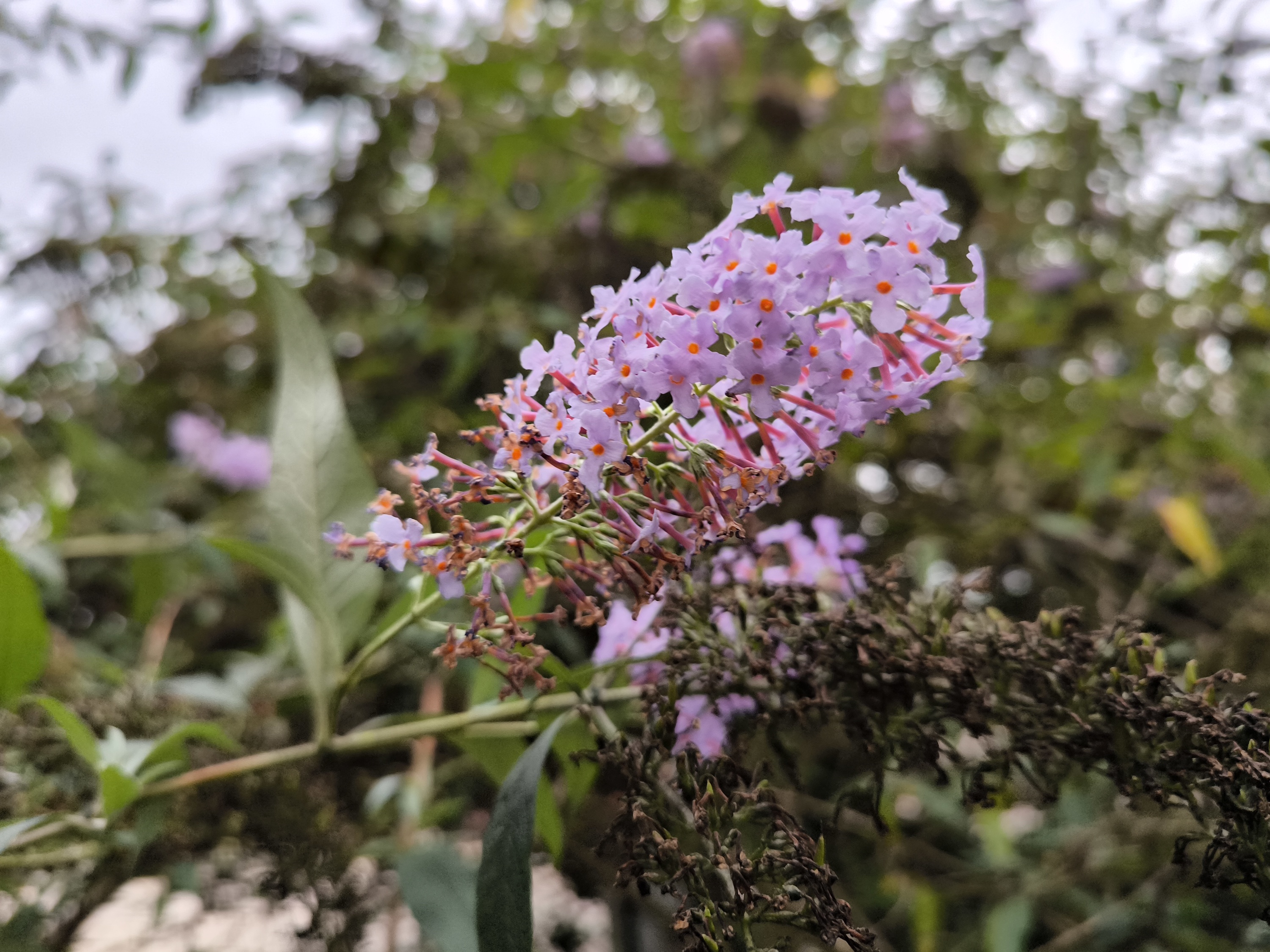 A photo taken with the Xiaomi 13T Pro's main camera.