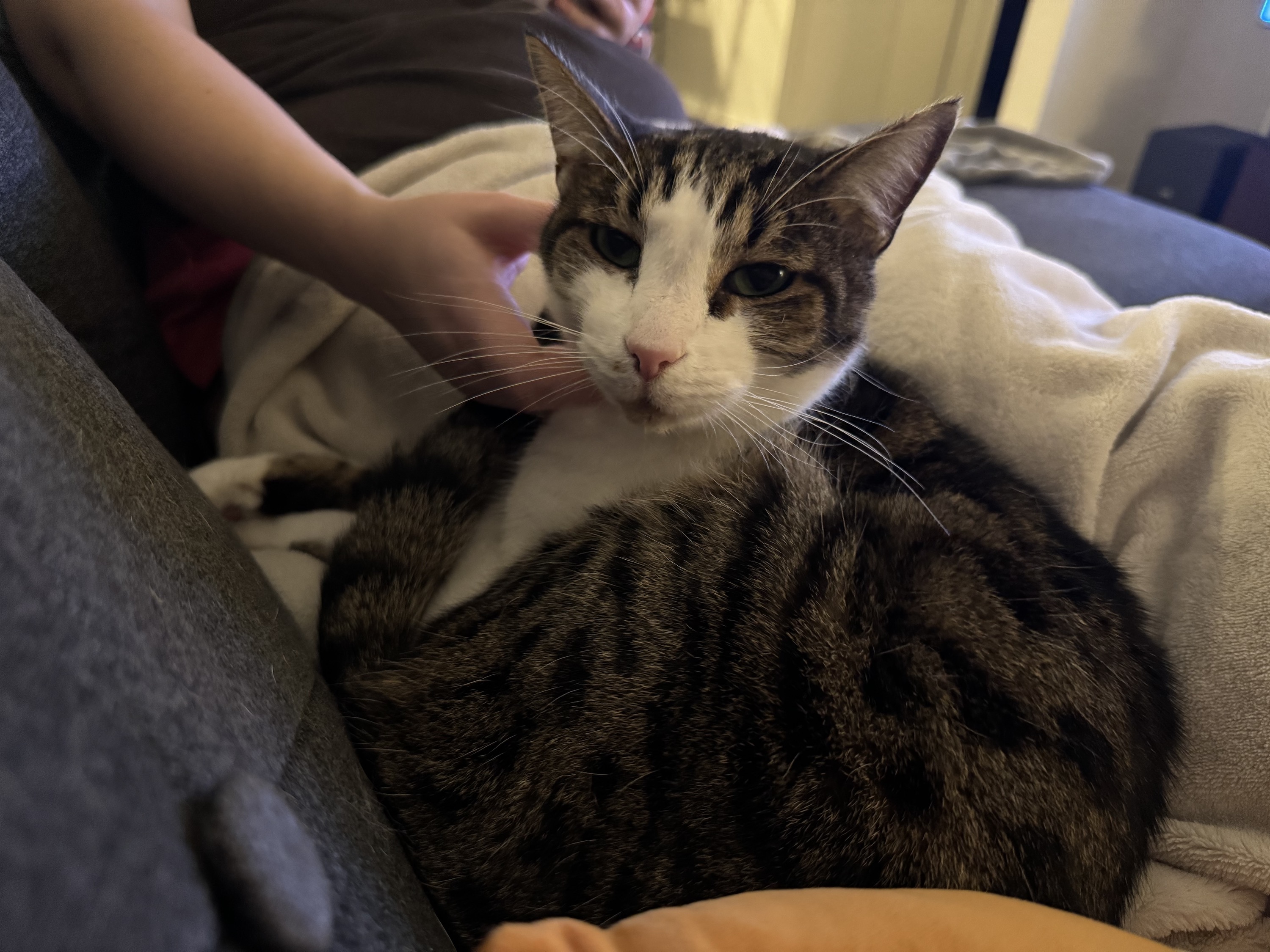 Photo from the iPhone 15 Pro Max main camera of cat lying on a couch.