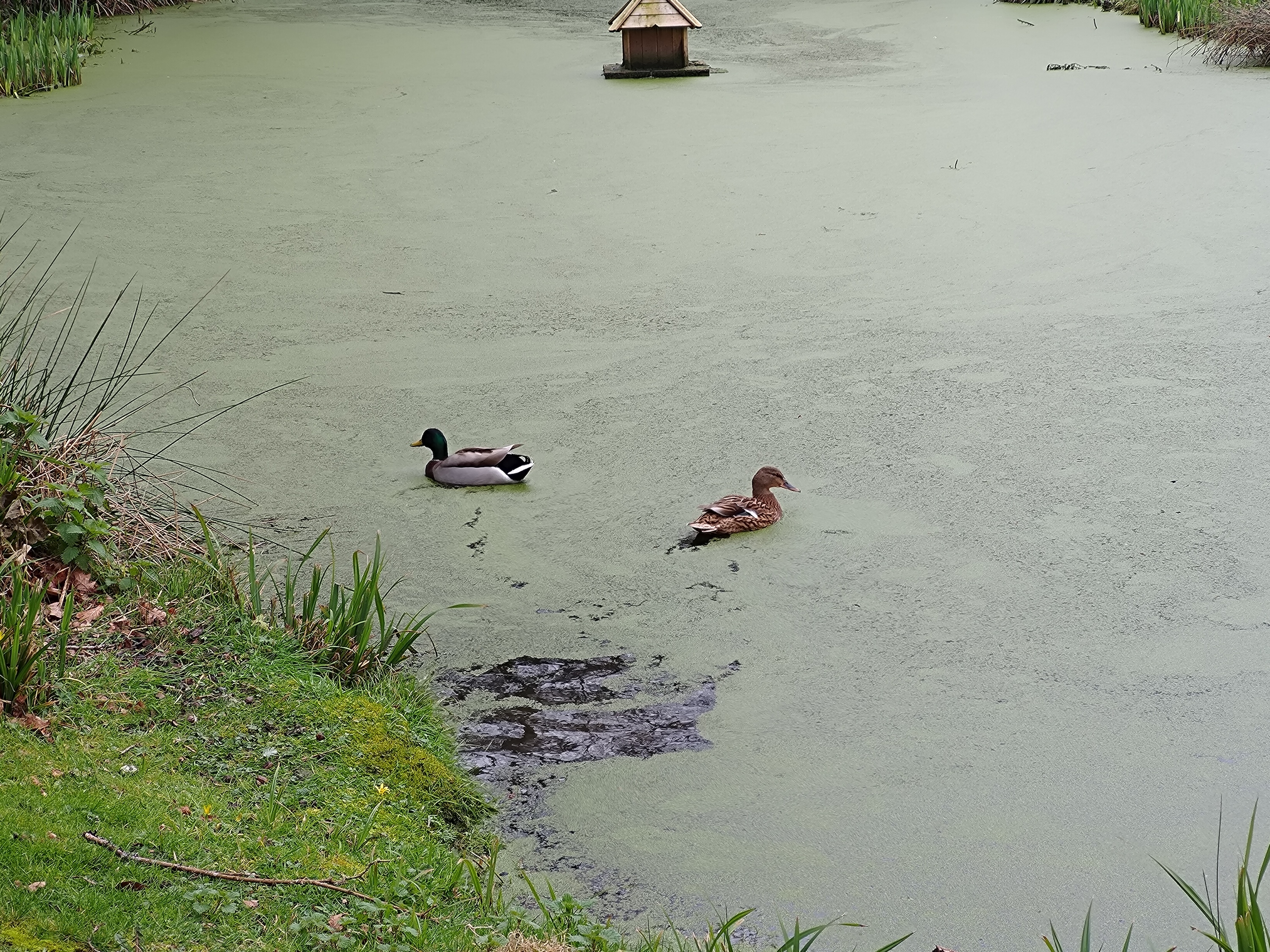 A photo taken with the Asus Zenfone 11 Ultra's 3x zoom camera.